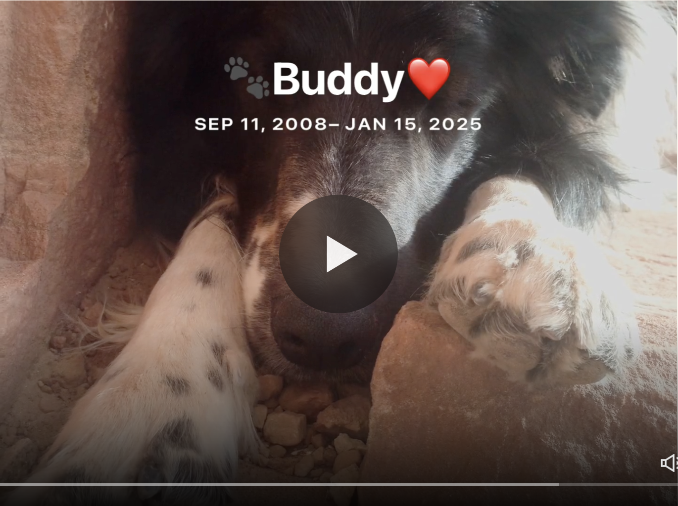 Why We Called It “Old Dog”