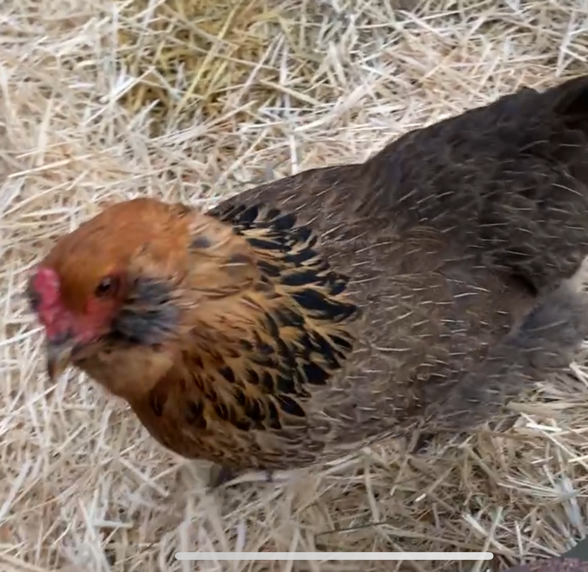 Flower Petals &amp; Ash: My Winter Chicken Health Rituals