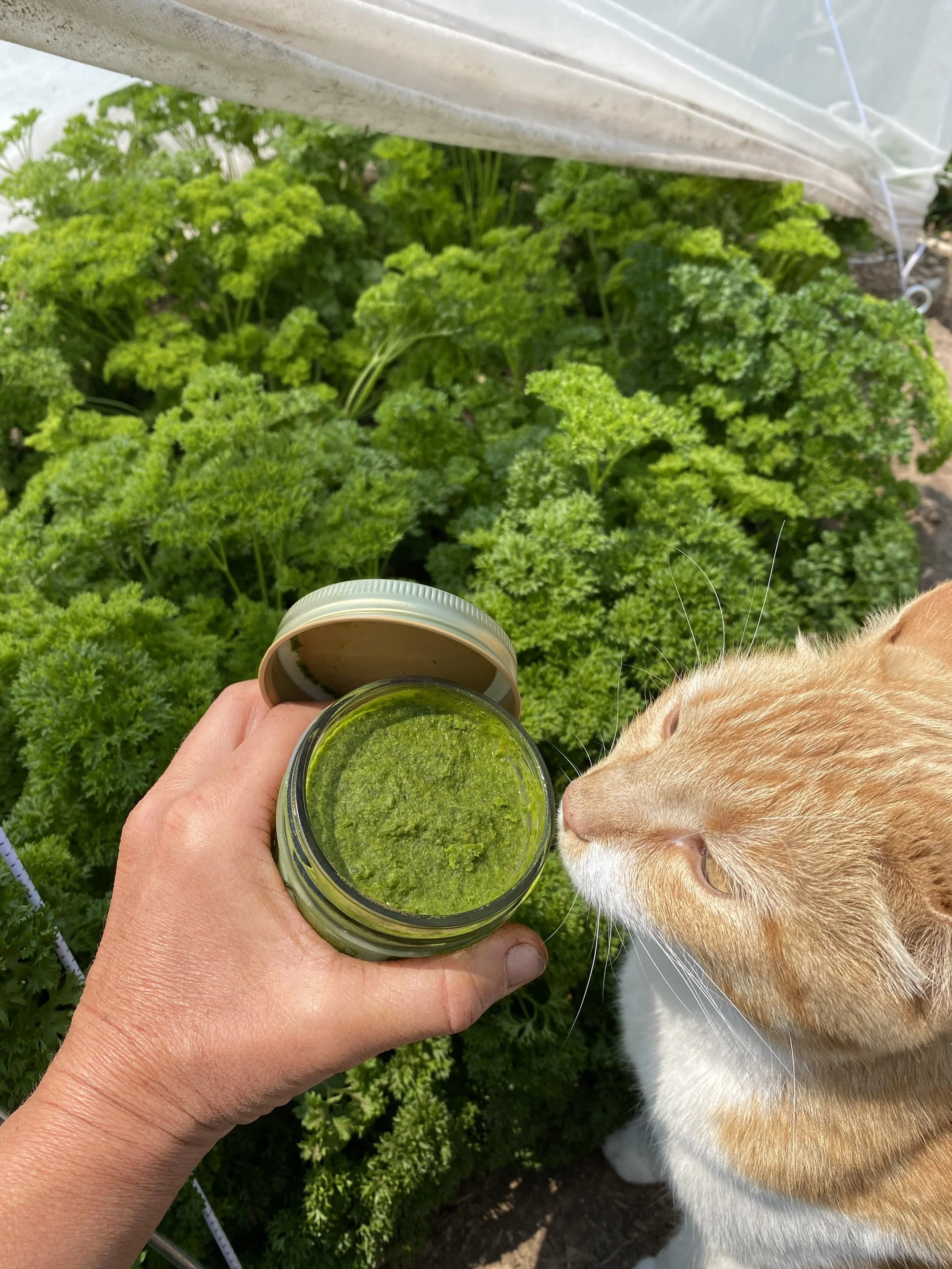 Chimichurri Sauce