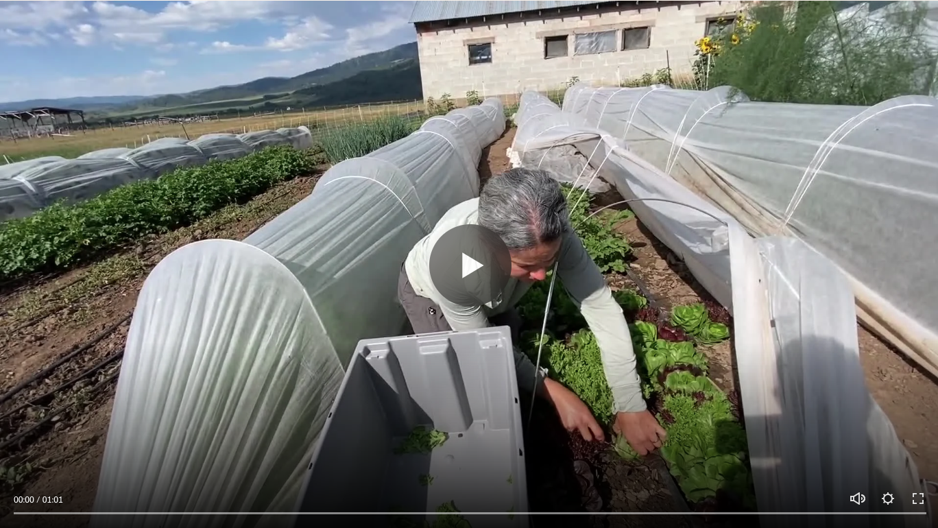 The Secret Life of Your Salad