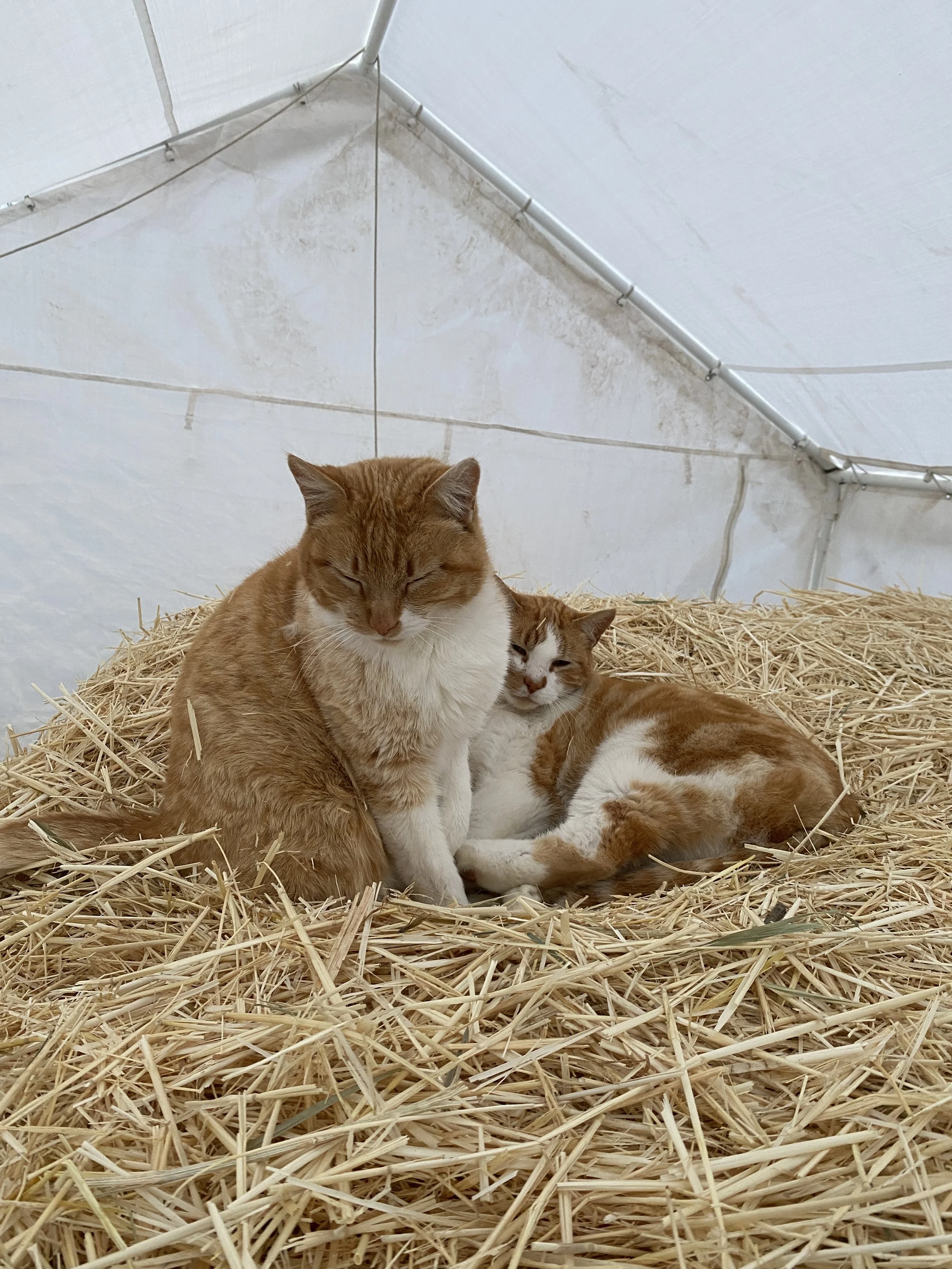 How Our Animals Help Grow Great Food for You
