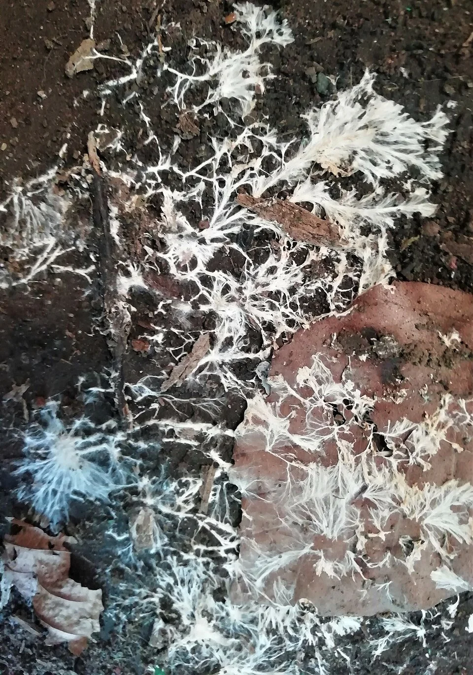 Fungal Mycelium growth on beech leaves