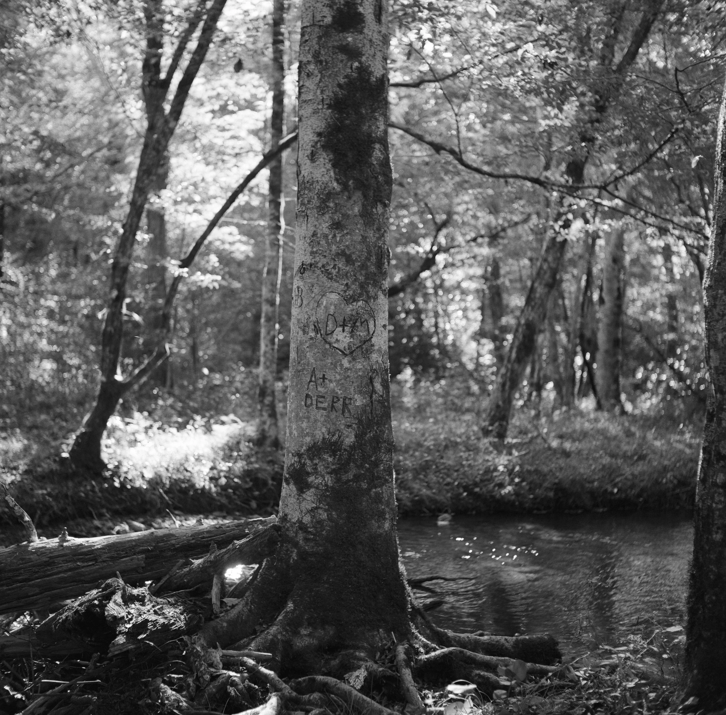 Cades Cove film photography