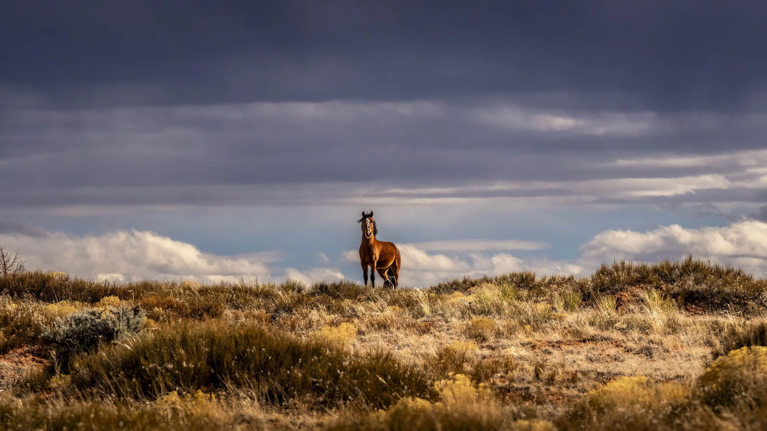 Wild Mustang - Navajo Nation, New Mexico