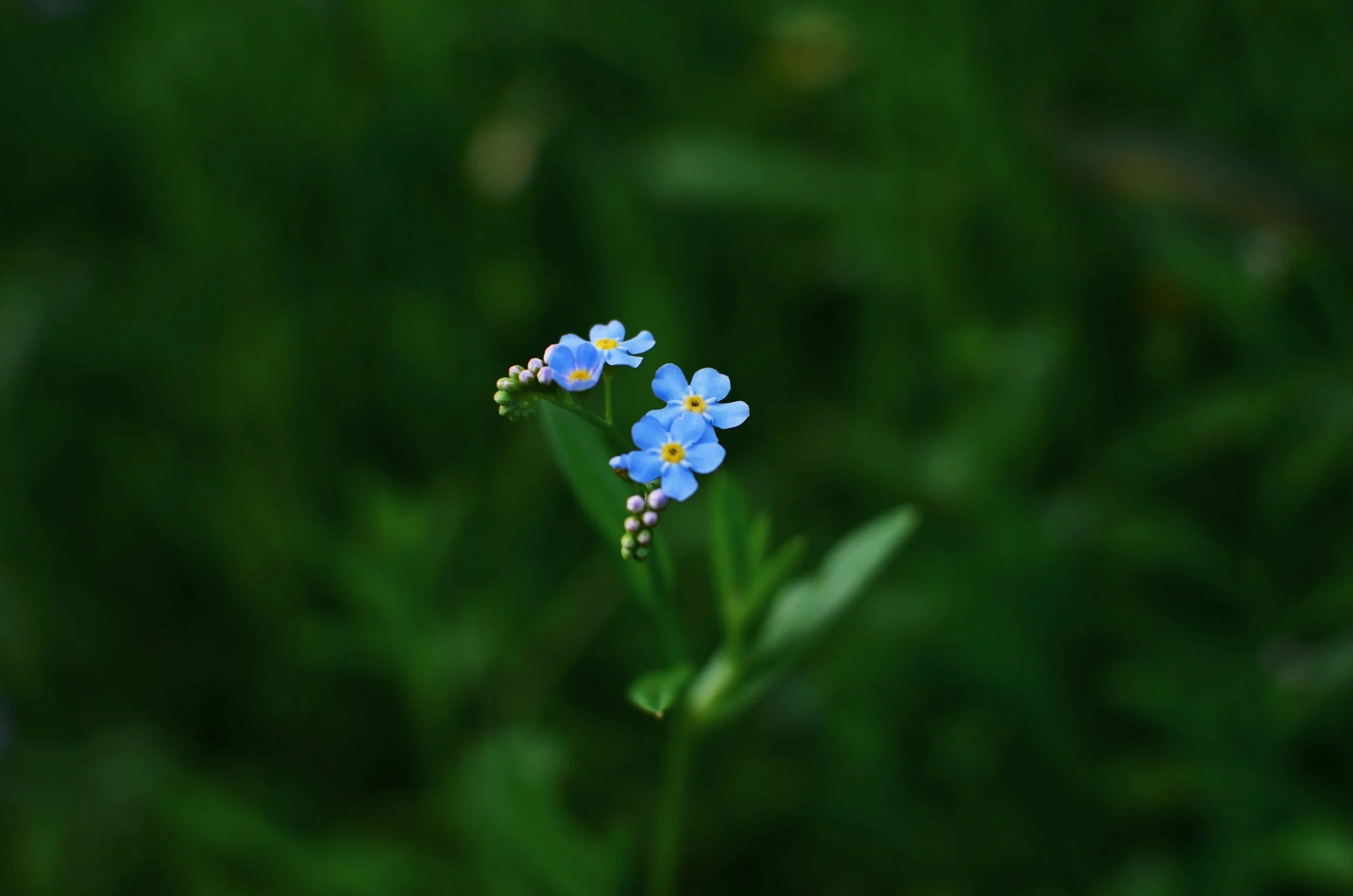 Close-up of small blue flowers with yellow centers on a green background.