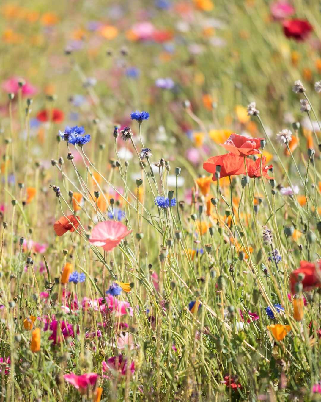 Wildflowers in a field, including red poppies, blue cornflowers, and orange California poppies.