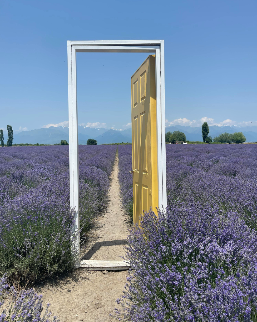 A doorway with a yellow door standing in the middle of a lavender field, with mountains in the background and a clear blue sky.