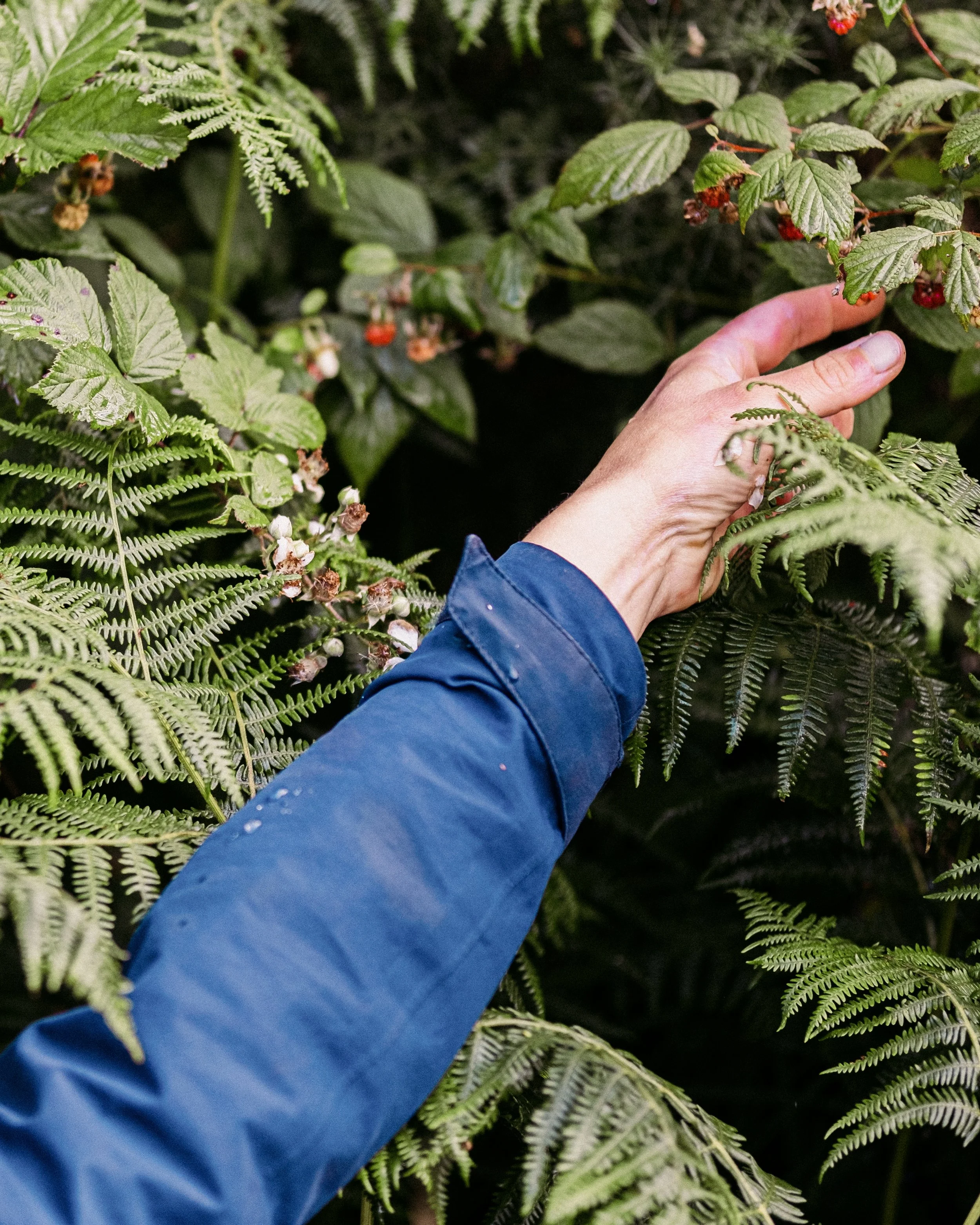 Afternoon — Foraging Walk — from 3pm