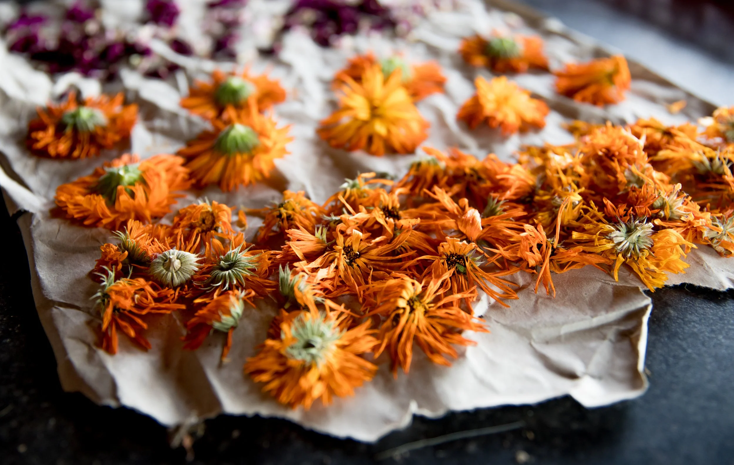 Heal Scotland -6699.jpg