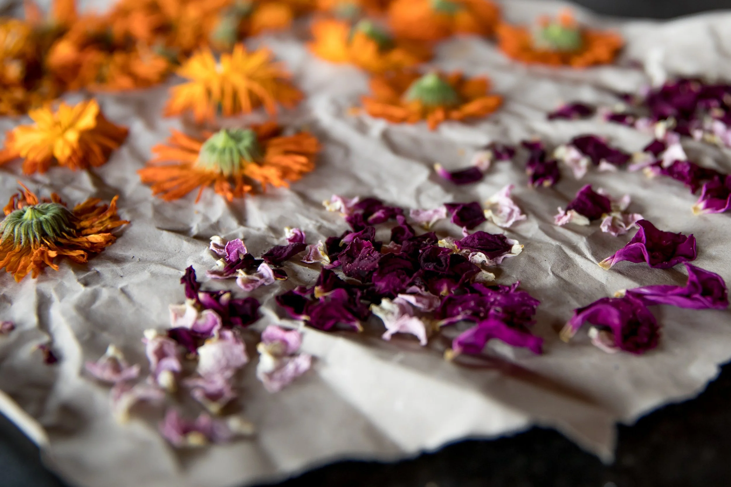 Heal Scotland -6707.jpg