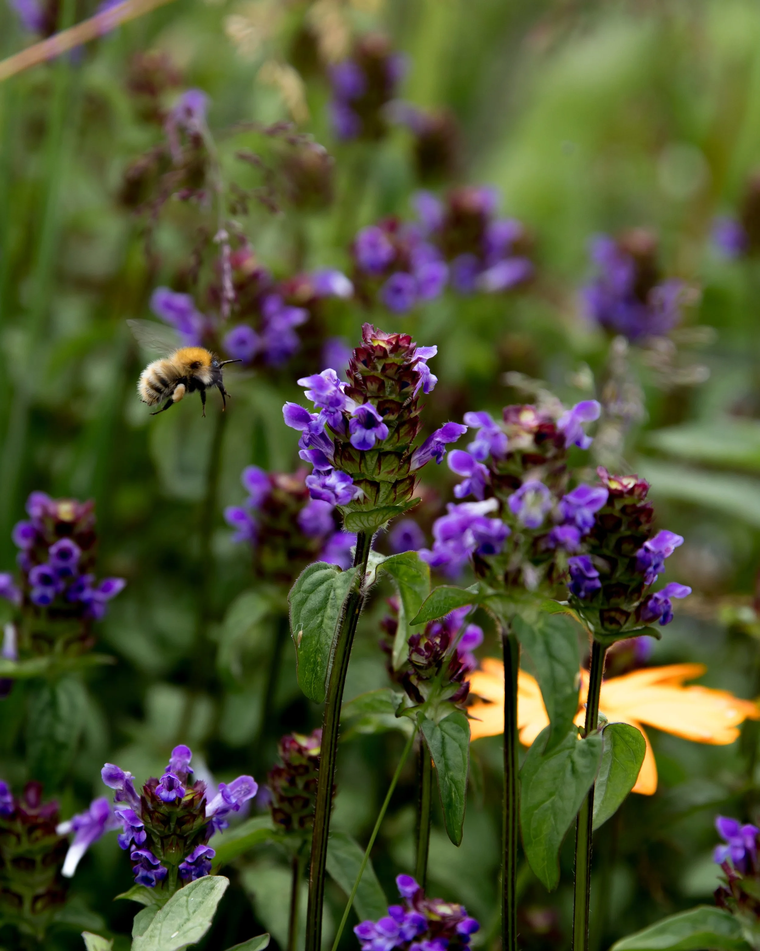 heal scotland -7031.jpg