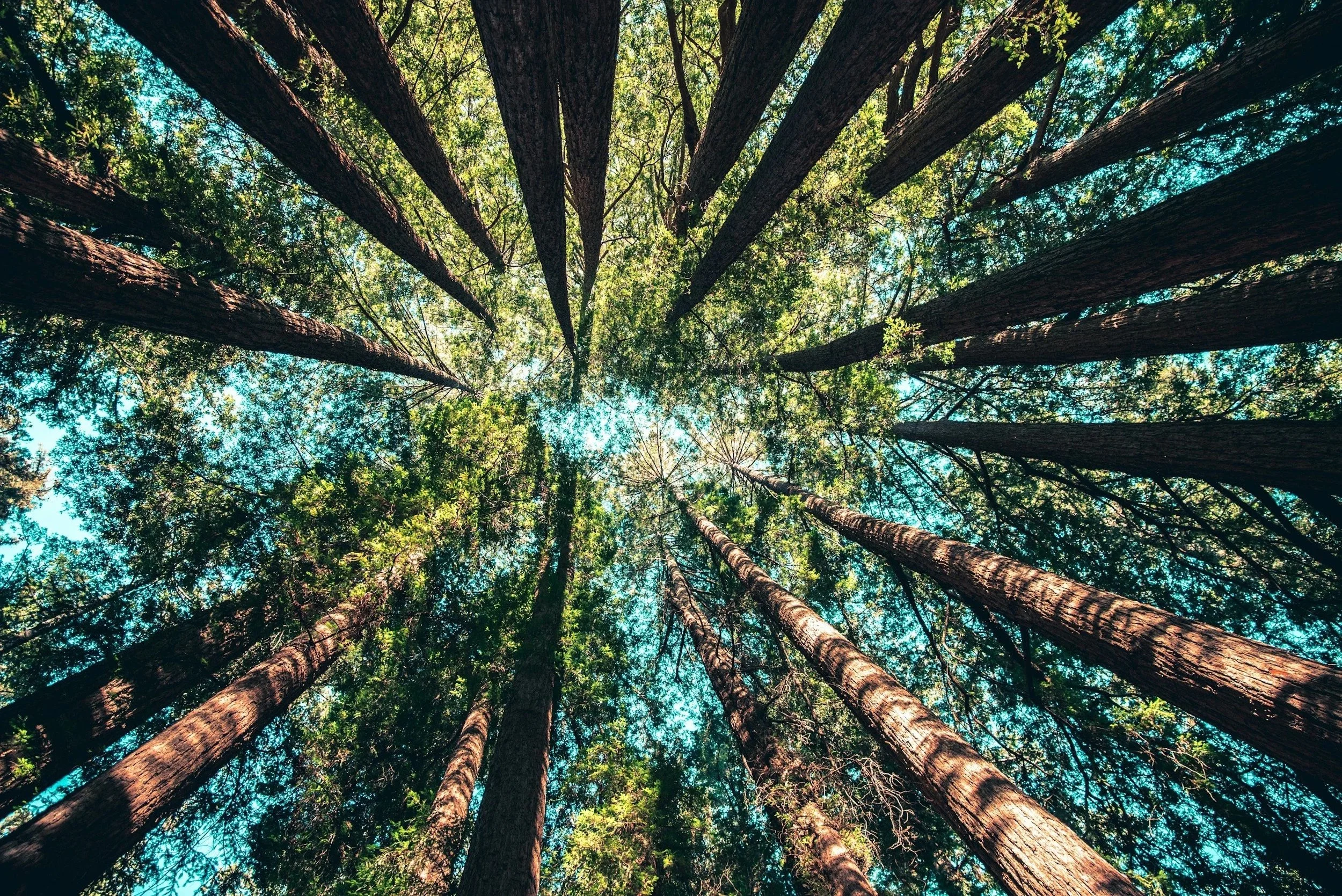 Calming and grounded image looking up at tall trees with green leaves against a bright blue sky.