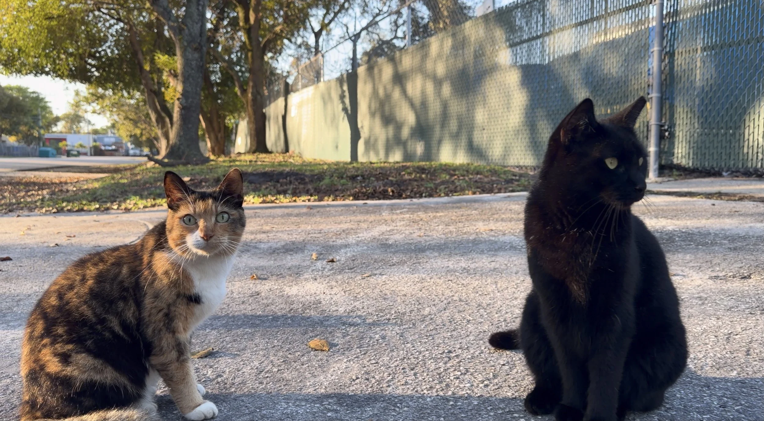Two cats sitting on a paved area outdoors, one calico with green eyes and one black, with trees and a chain-link fence in the background.