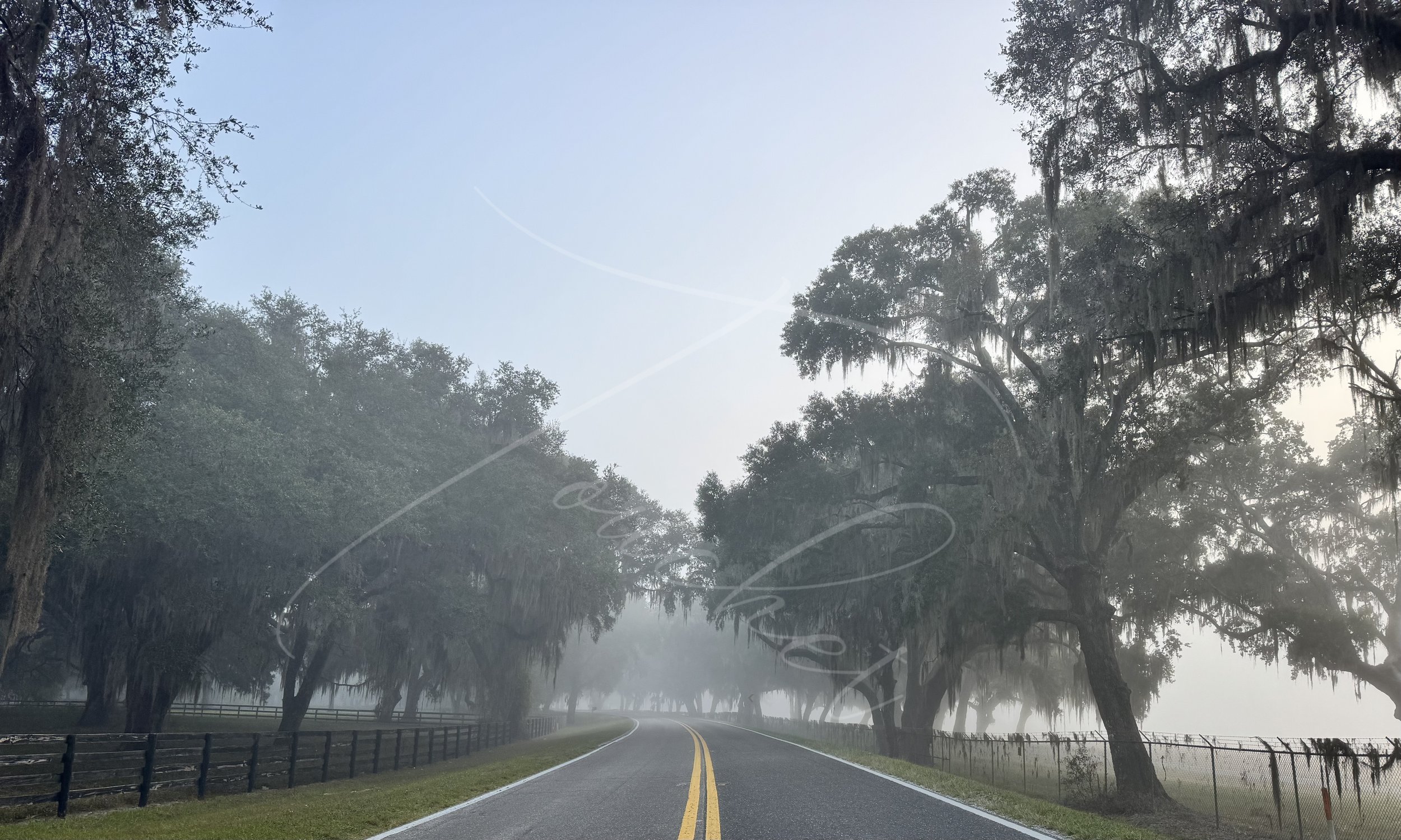 Country Canopy in Fog