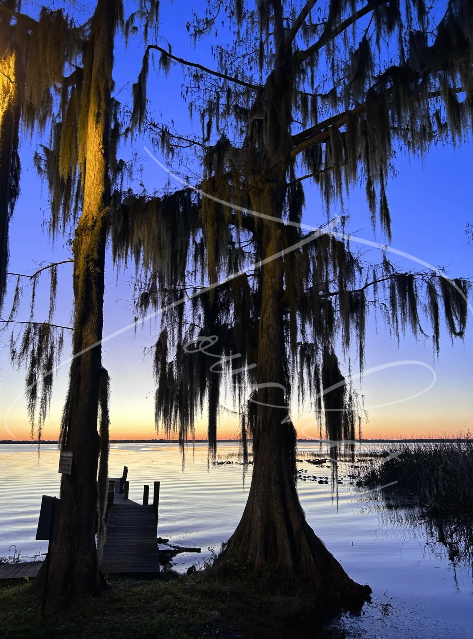 Cypress Twins