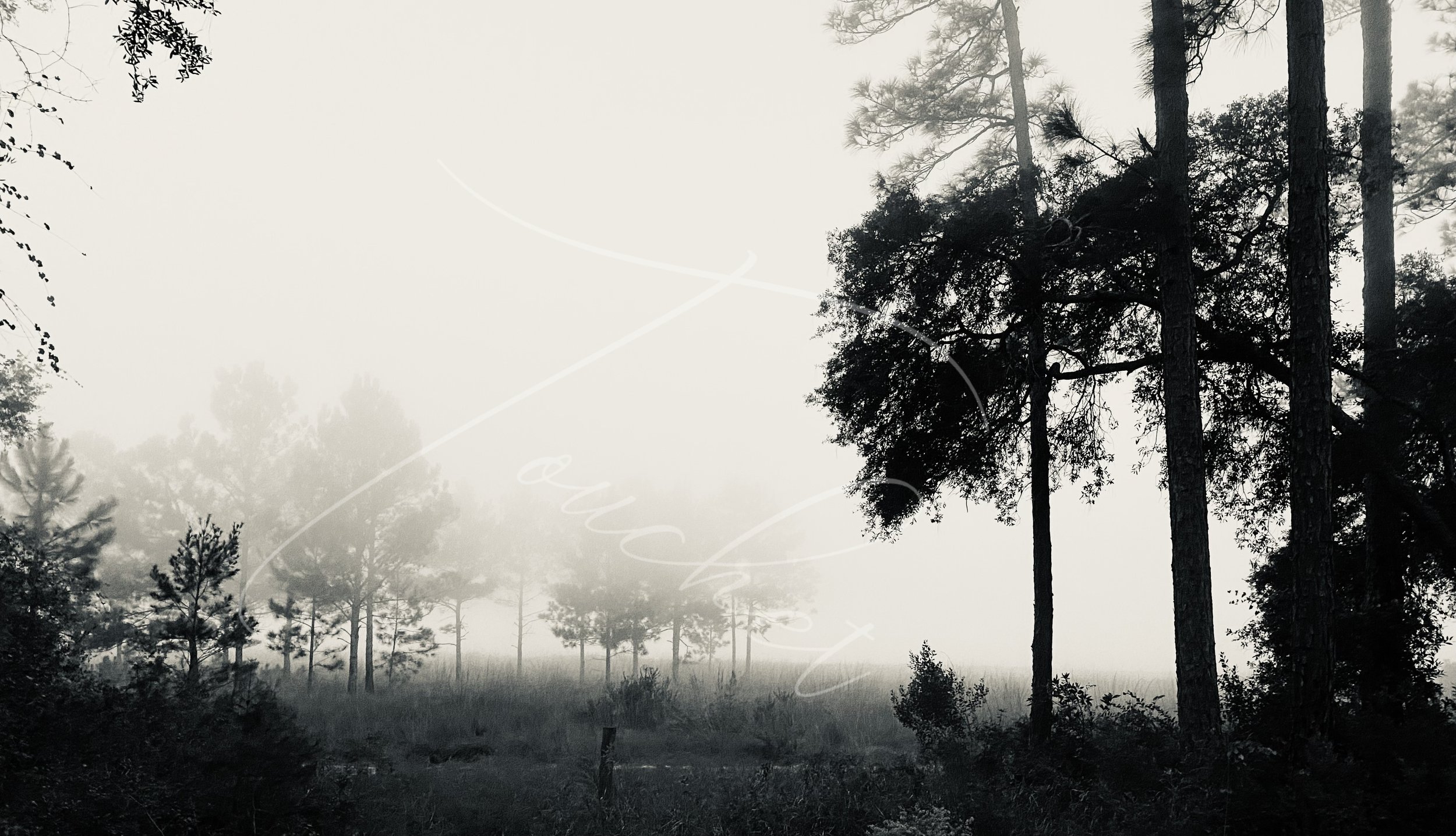 Forest in Morning