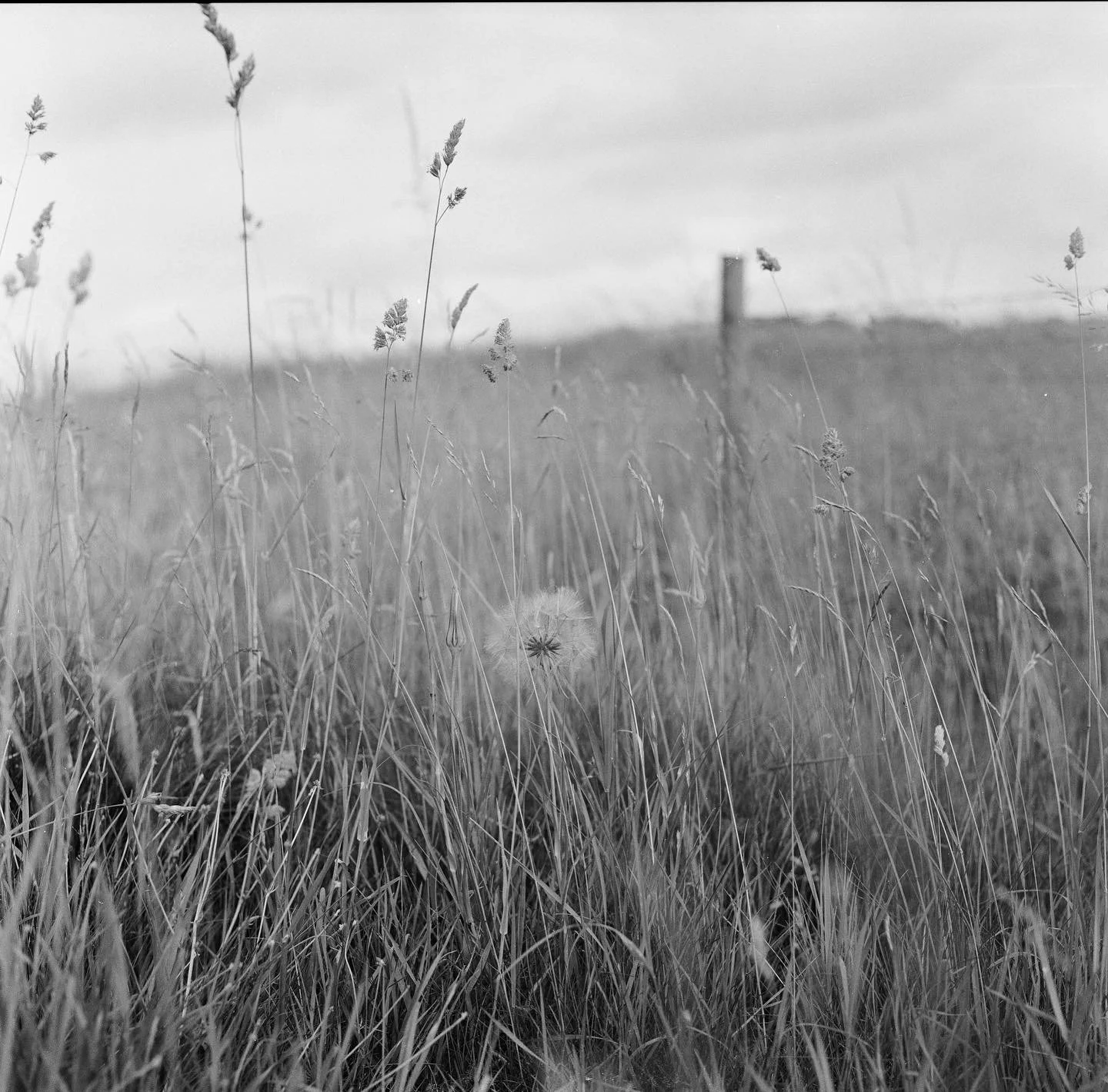 Black and white photo of a grassy field with tall grasses and flowers, with a blurred background of a distant building or structure and cloudy sky.