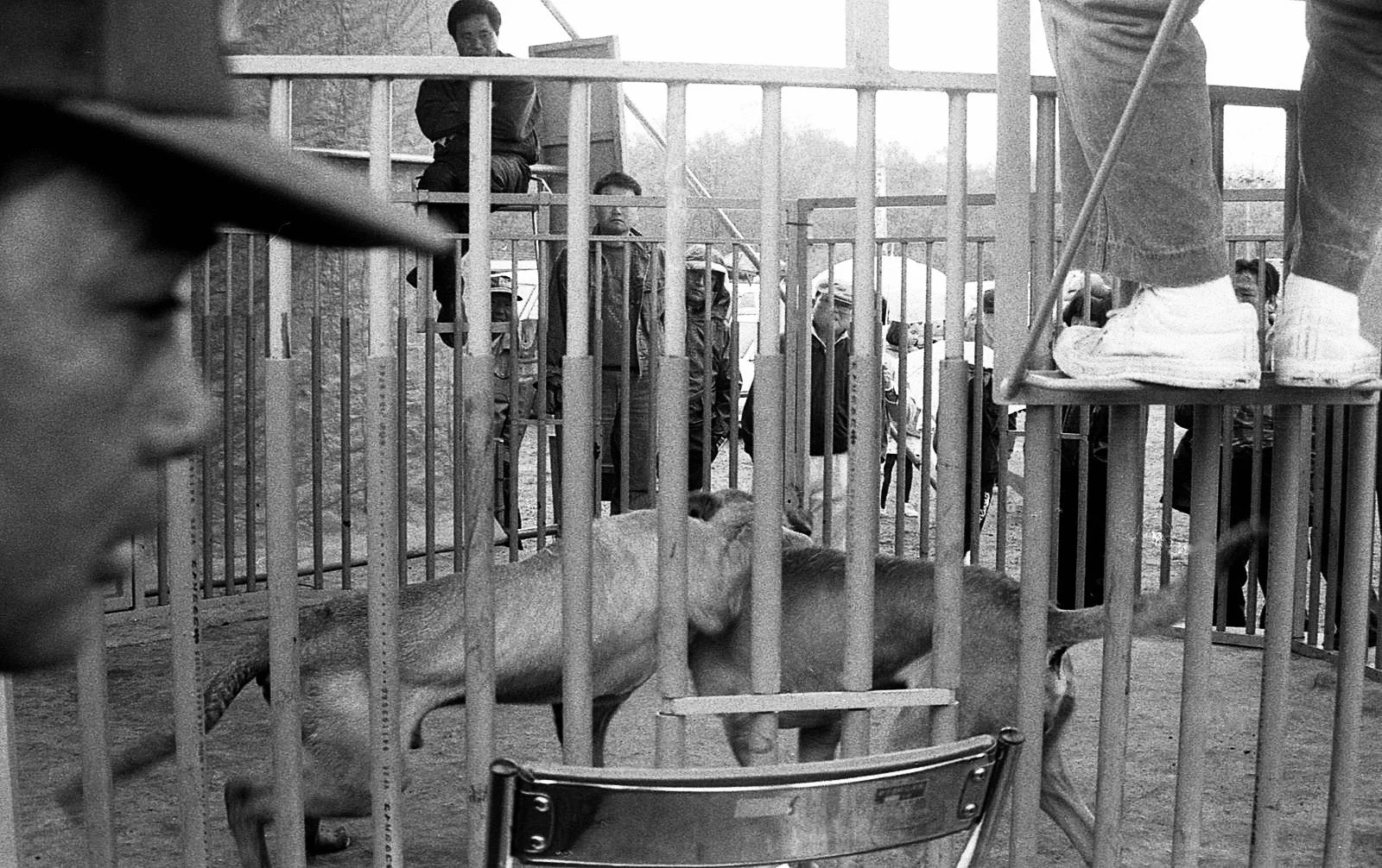 A lion in a cage at a zoo or circus, viewed through bars, with a group of people observing in the background.