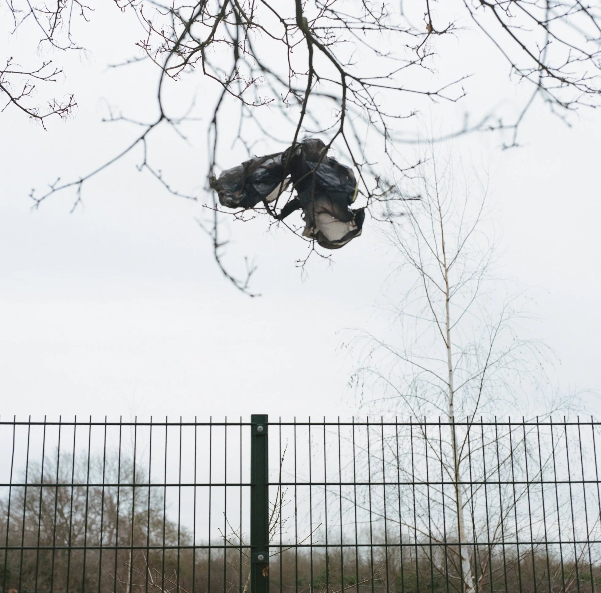 A black plastic bag caught in tree branches above a black metal fence on an overcast day.