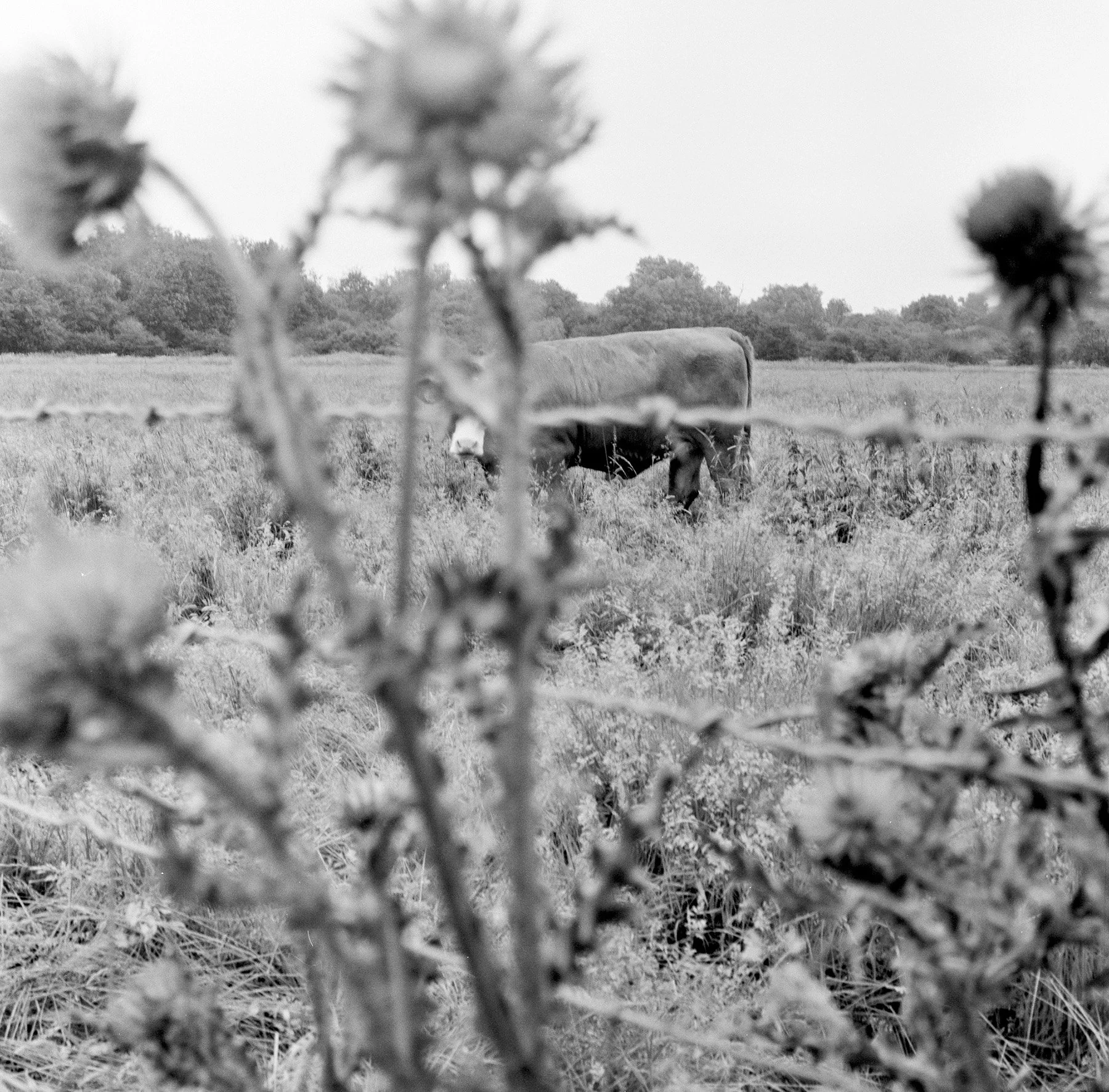 Black and white photograph of a cow in a grassy field, viewed through a woven wire fence with blurred plants in the foreground and trees in the background.