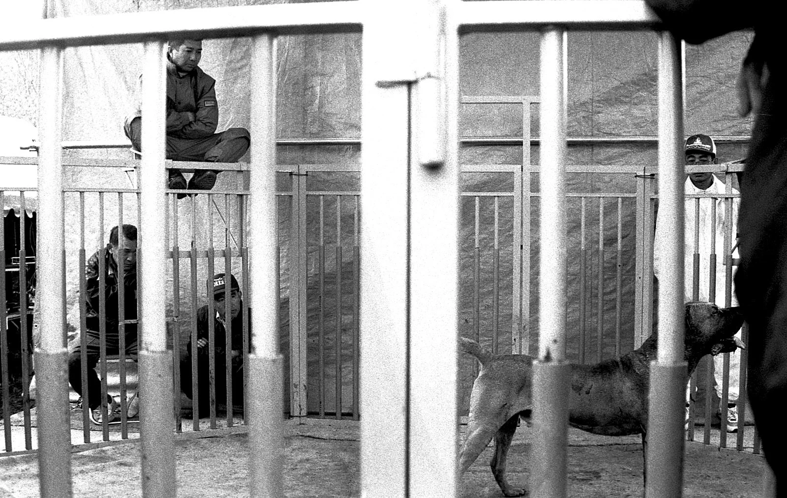A black and white photo of a cage with two lions inside. Several people are outside the cage, observing the lions.