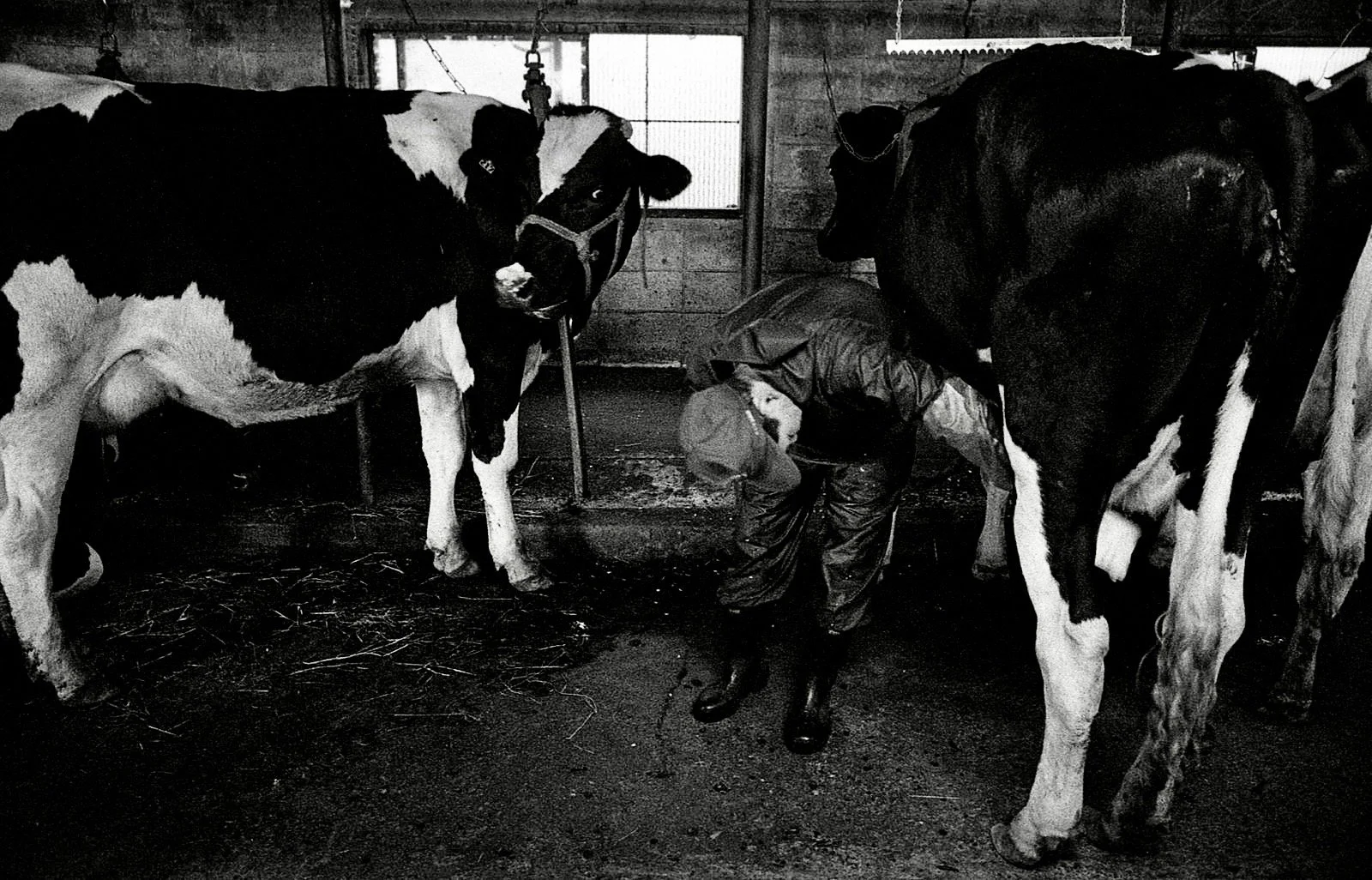 A person working with two large cows in a barn, one cow is facing the camera, and the other has its back to the camera. The person is bending over, possibly tending to the cows.