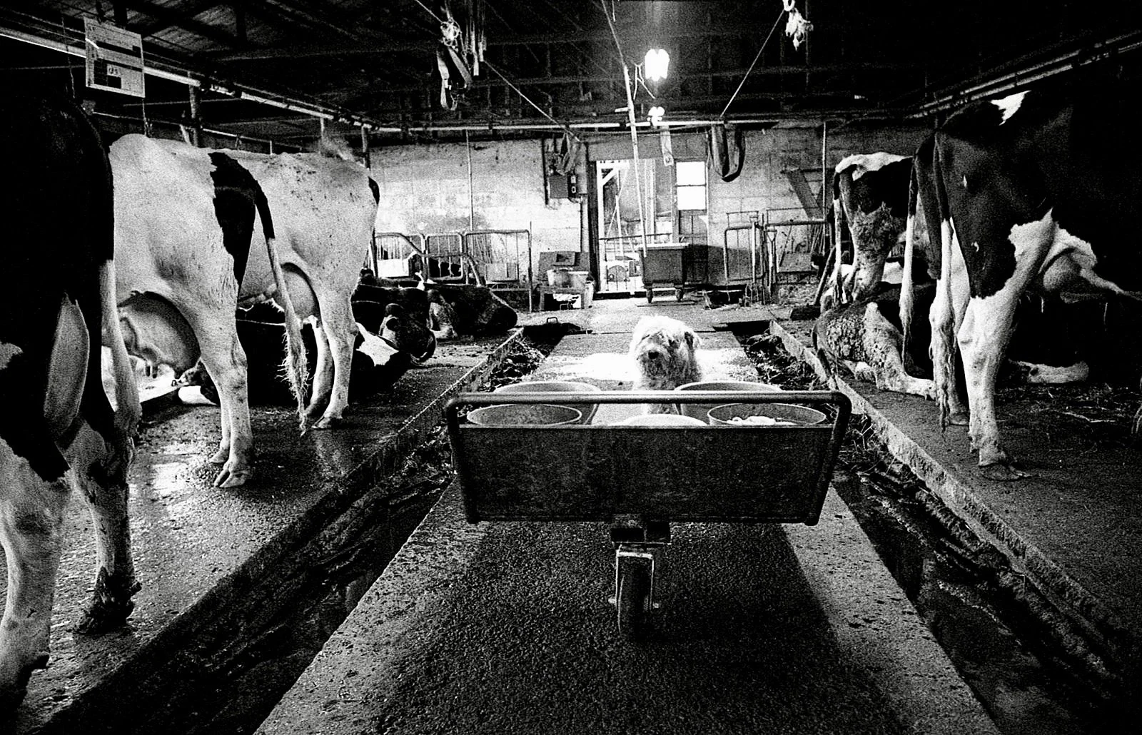 Black and white photograph of a barn or dairy farm with cows lining the sides and a dog sitting in the middle aisle, facing the camera. The interior has equipment and feeding troughs, with a door and windows in the background.