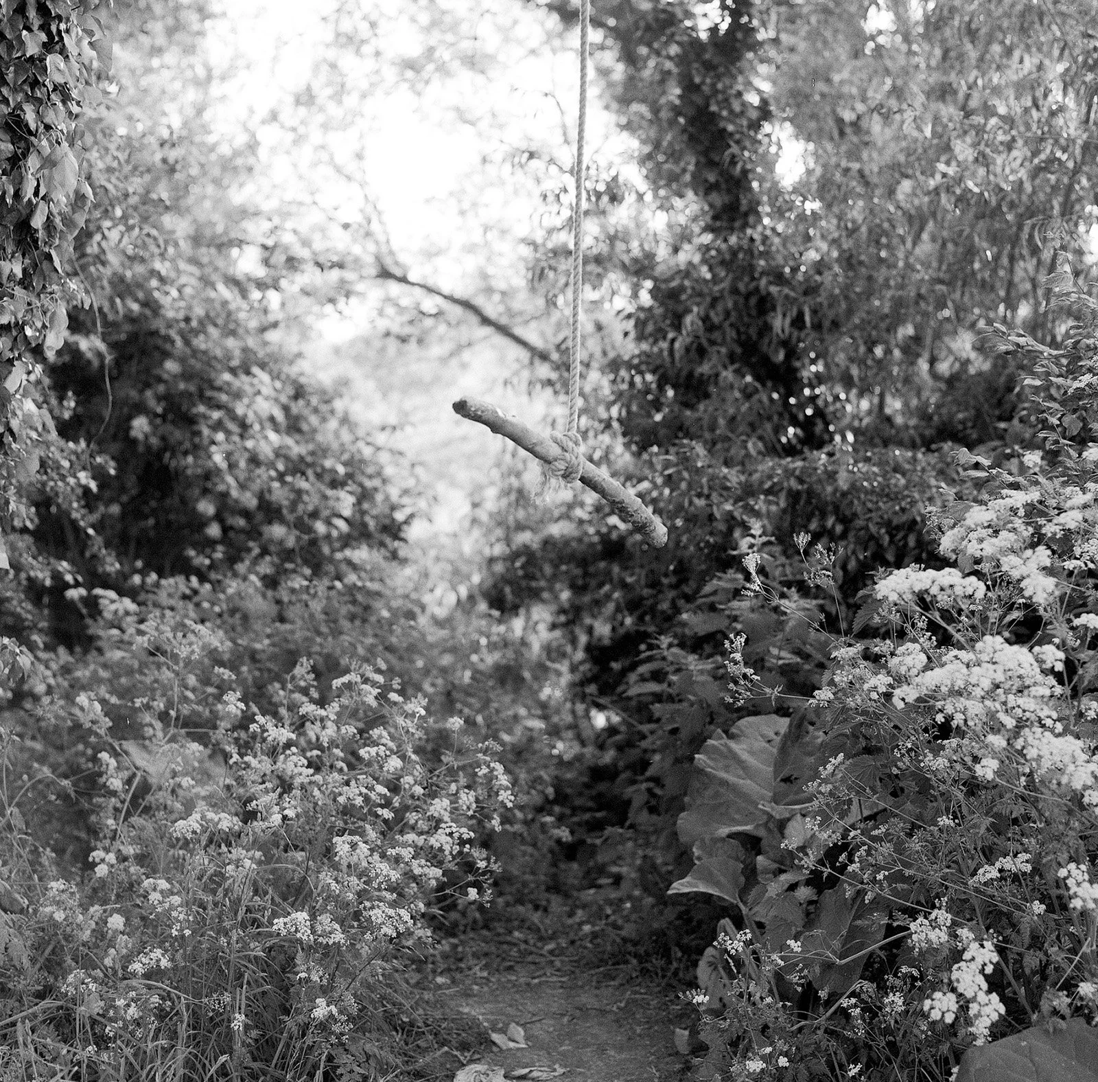 A garden pathway with lush plants and flowers, featuring a swing hanging from a vine-covered tree branch.