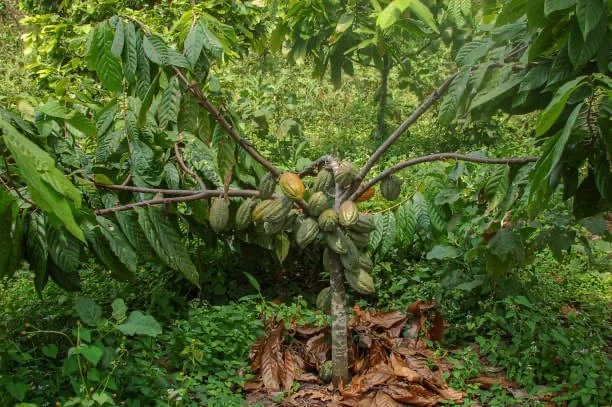 Le commerce équitable et le cacao 3.jpg
