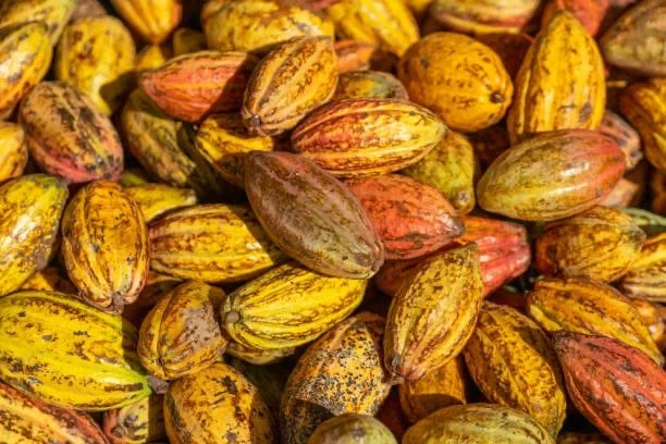 Le commerce équitable et le cacao 5.jpg