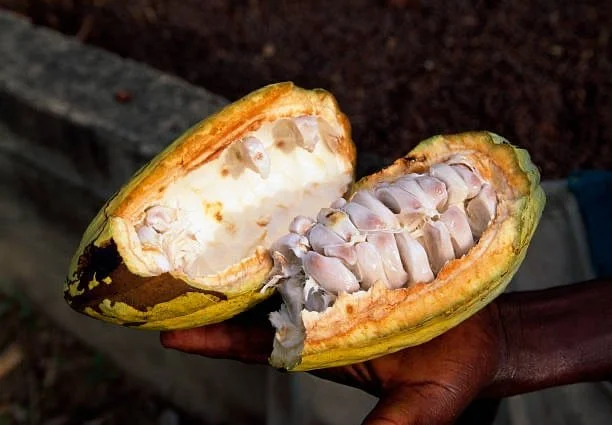 Le commerce équitable et le cacao 6.jpg