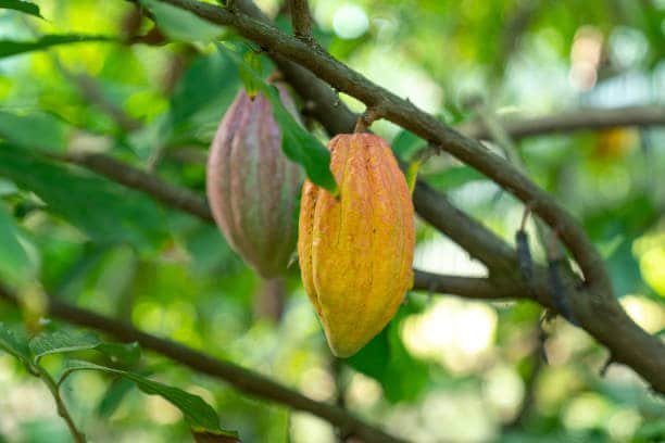 Le cacao entre histoire et artisanat.jpg