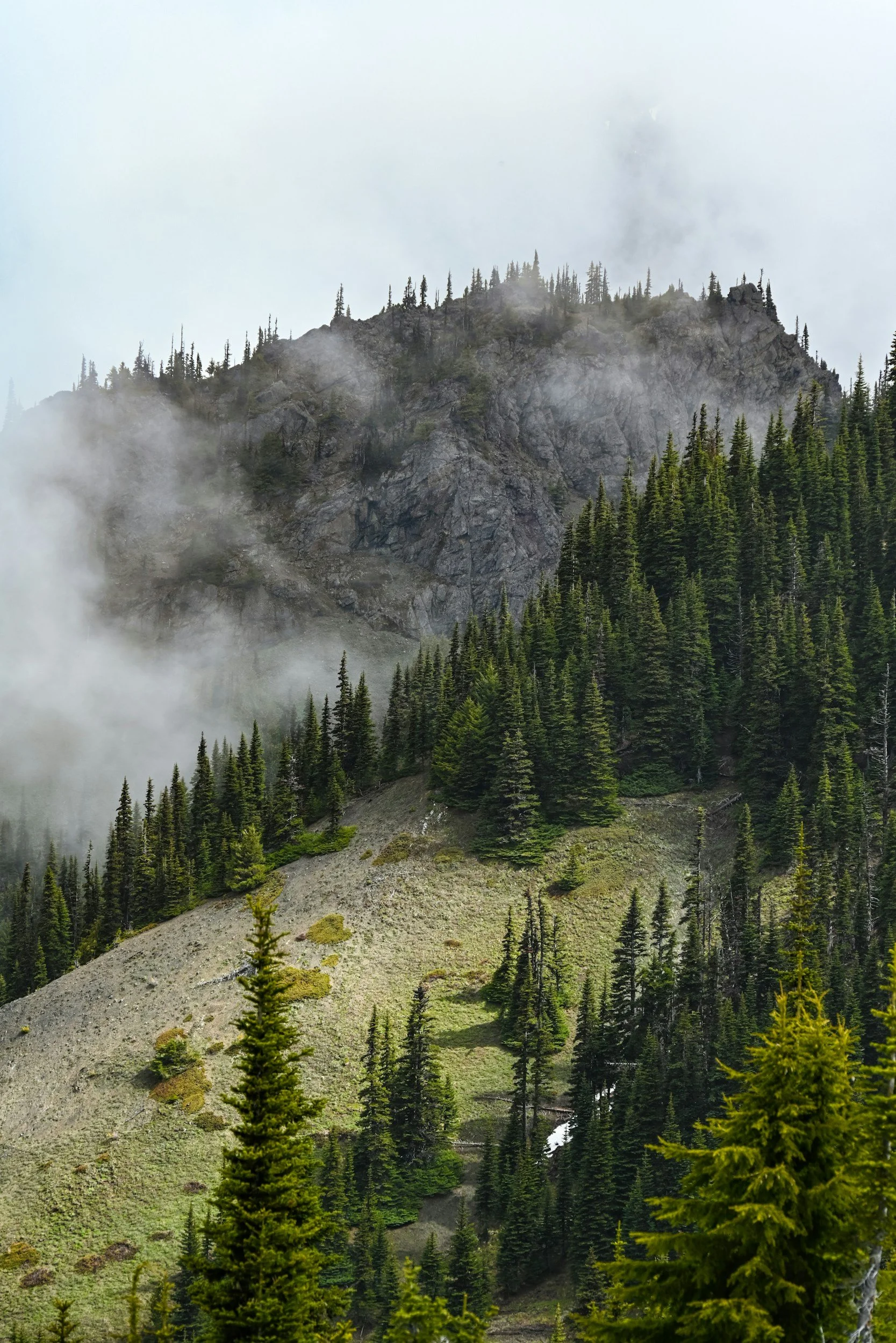 A mountain with fog and evergreen trees.