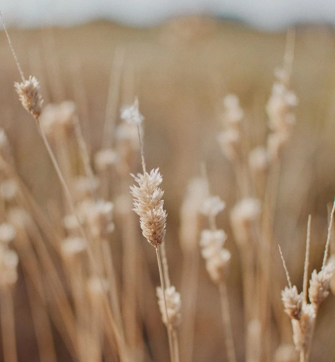 A field of grass wheat that's tranquil, like someone looking for hypnosis for sleep from Dr. Virginia Todd, a clinical hypnotherapists in San Francisco, Marin County, Bay Area California