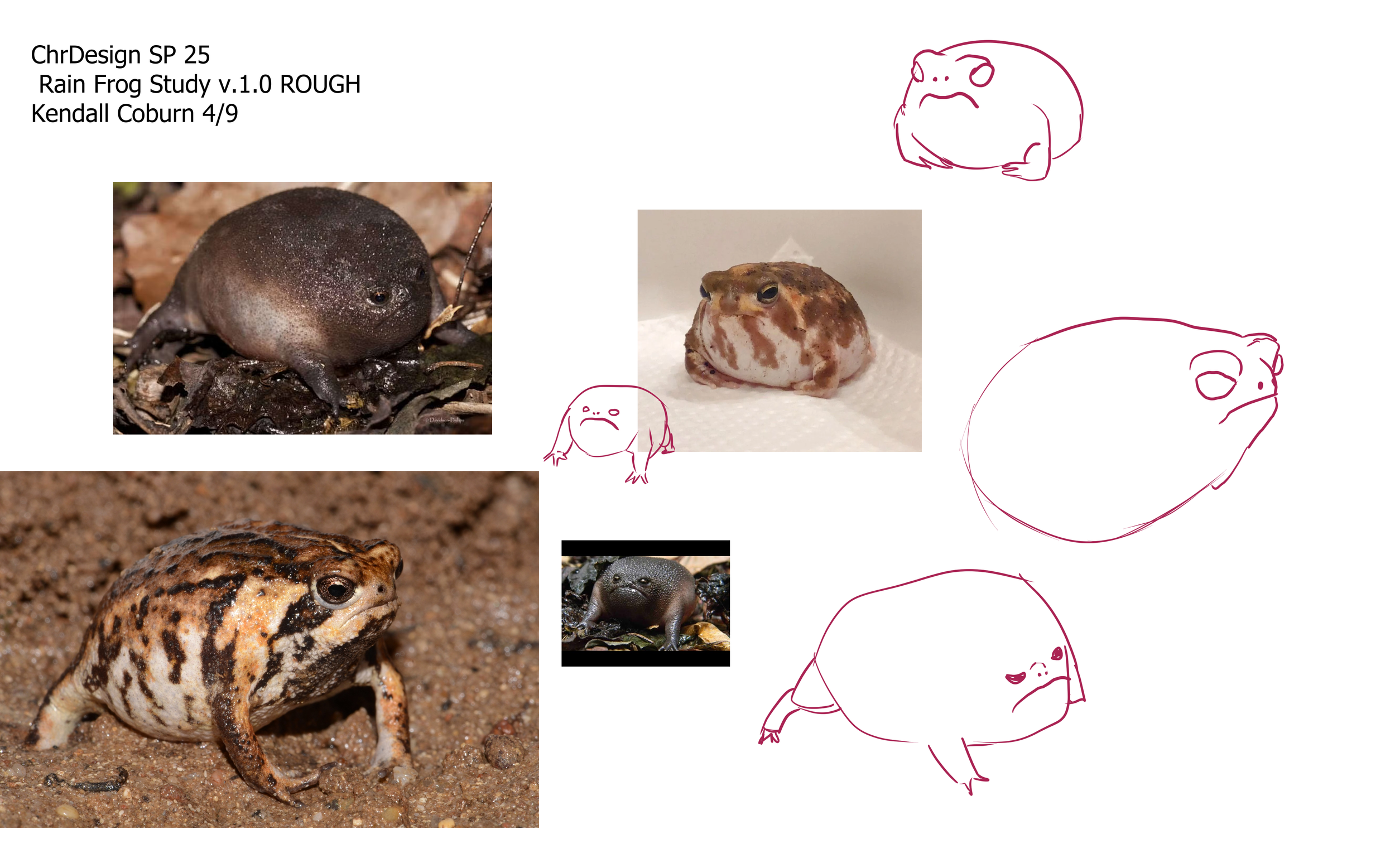 ChrDesSP25_RainFrogStudy_50sHeroFamiliar2_v.1.0_ROUGH.png
