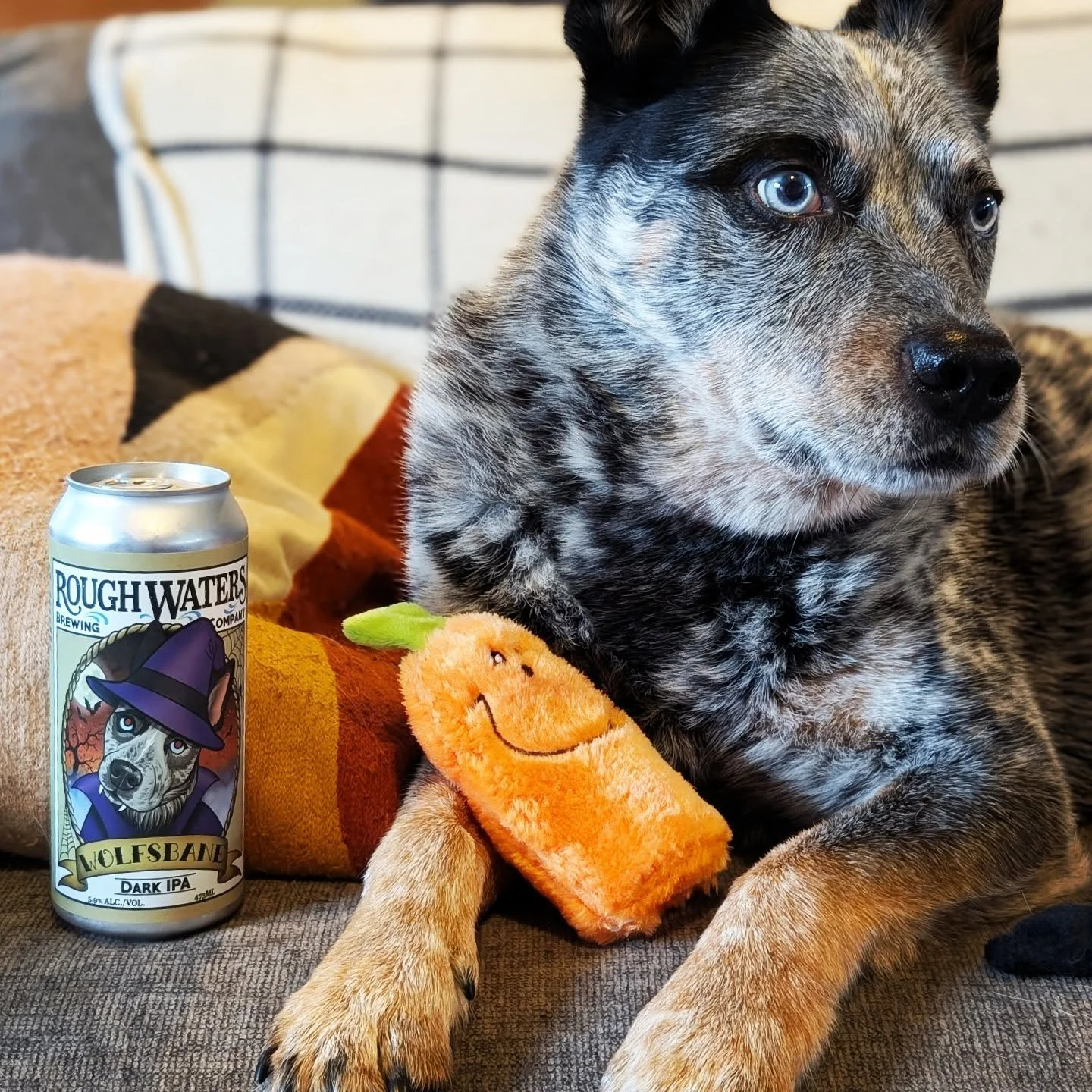 🐾🎃☠️ Happy Howl-O-Ween! ☠️🎃🐾

Keep the chills coming (in your glass, not your spine) with Wolfsbane Dark IPA &mdash; bold, roasty, and just the right amount of wicked.

Perfect for tonight 🌕🍻