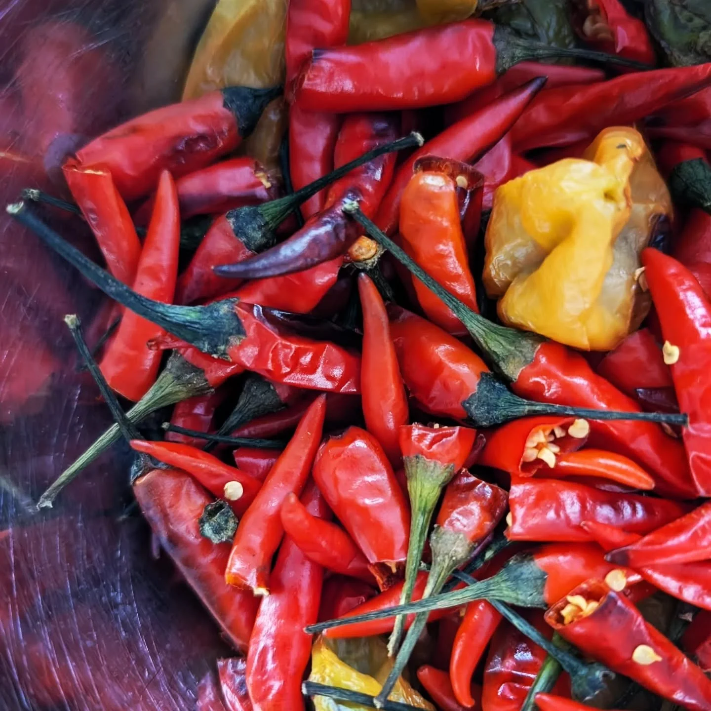 Ever wonder how we get Hot Damn Chili Blonde so comfortably spicy? 🌶️🔥

We cook up a pile of red Thai chili peppers and scotch bonnets, toss them in a good old-fashioned pea soup bag, and let them soak in the beer for days 🕣

No extracts. No weird