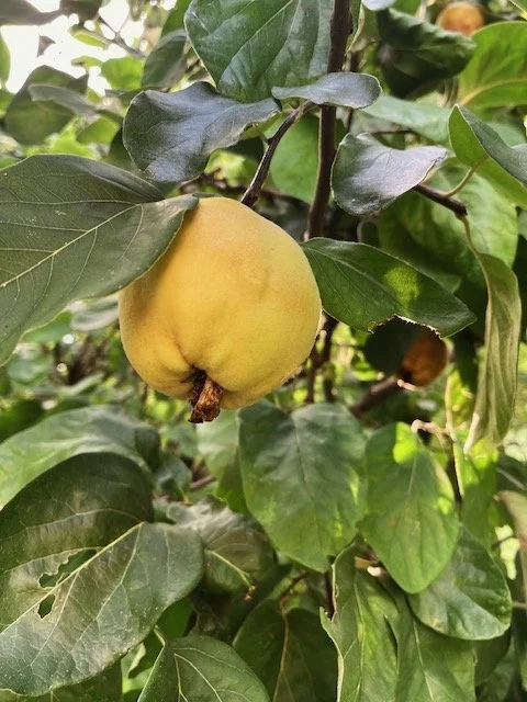 A taste of autumn