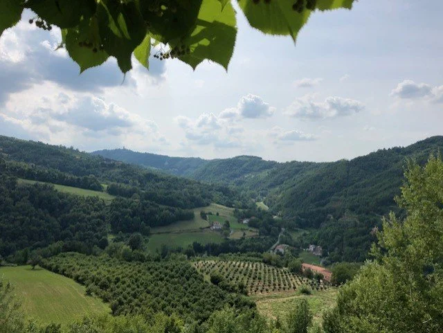 Scenic view of rolling green hills and farmland under a partly cloudy sky, seen through overhanging leaves.