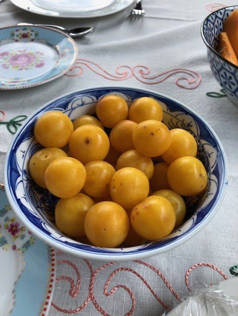 Freshly harvested plums in the Italian countryside in Roccaverano.