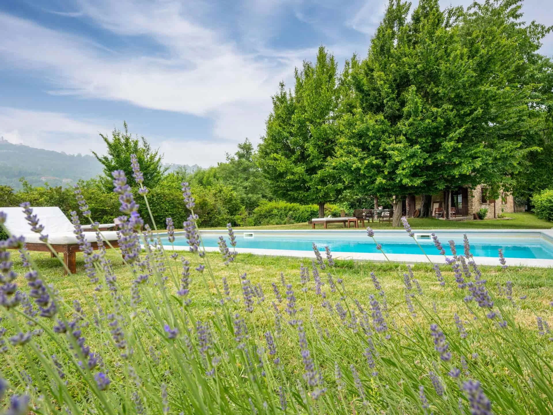 A backyard with a swimming pool, surrounded by green grass, lavender plants of a holiday home for rent.
