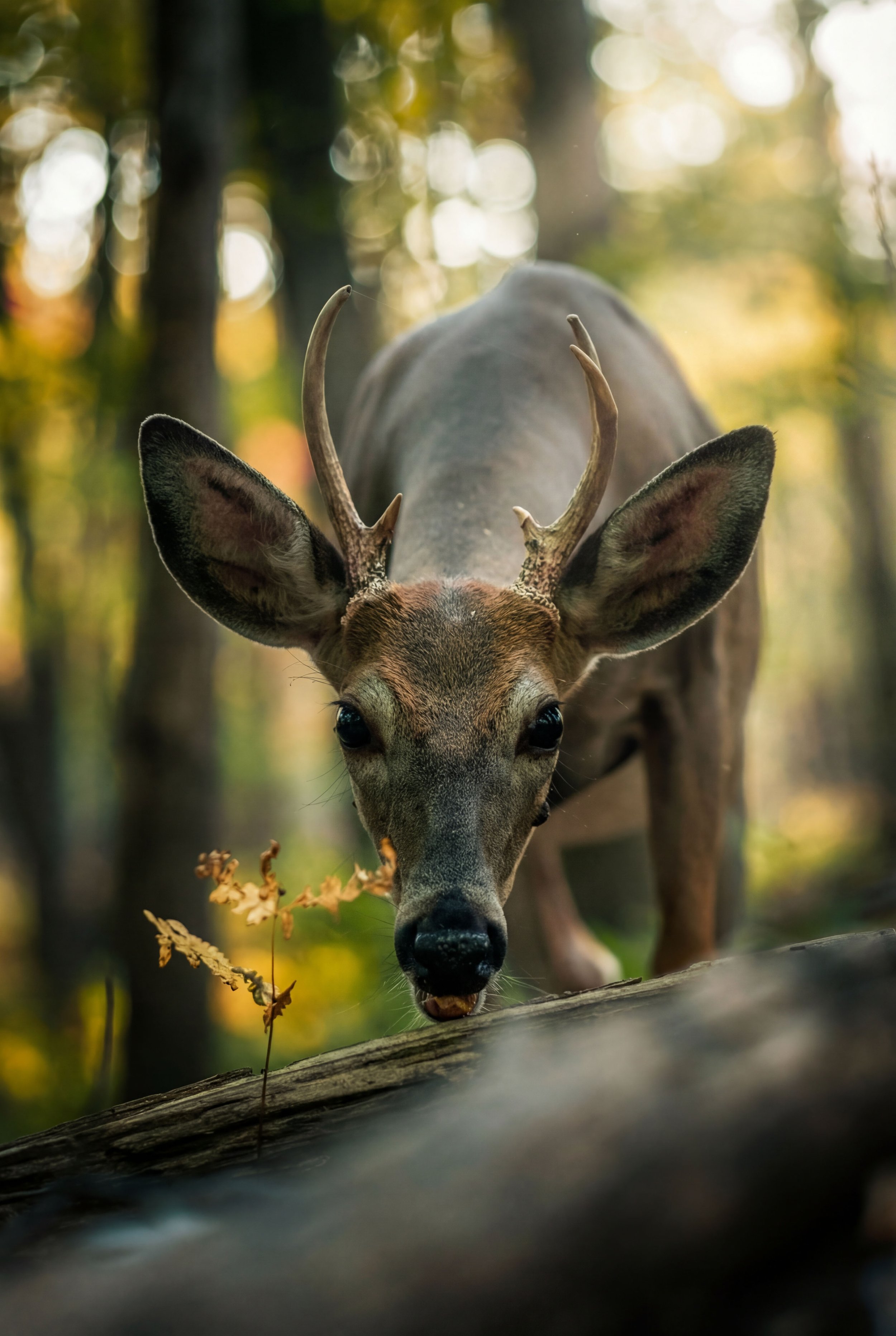 Close-up of a young buck deer with small antlers in a wooded forest.