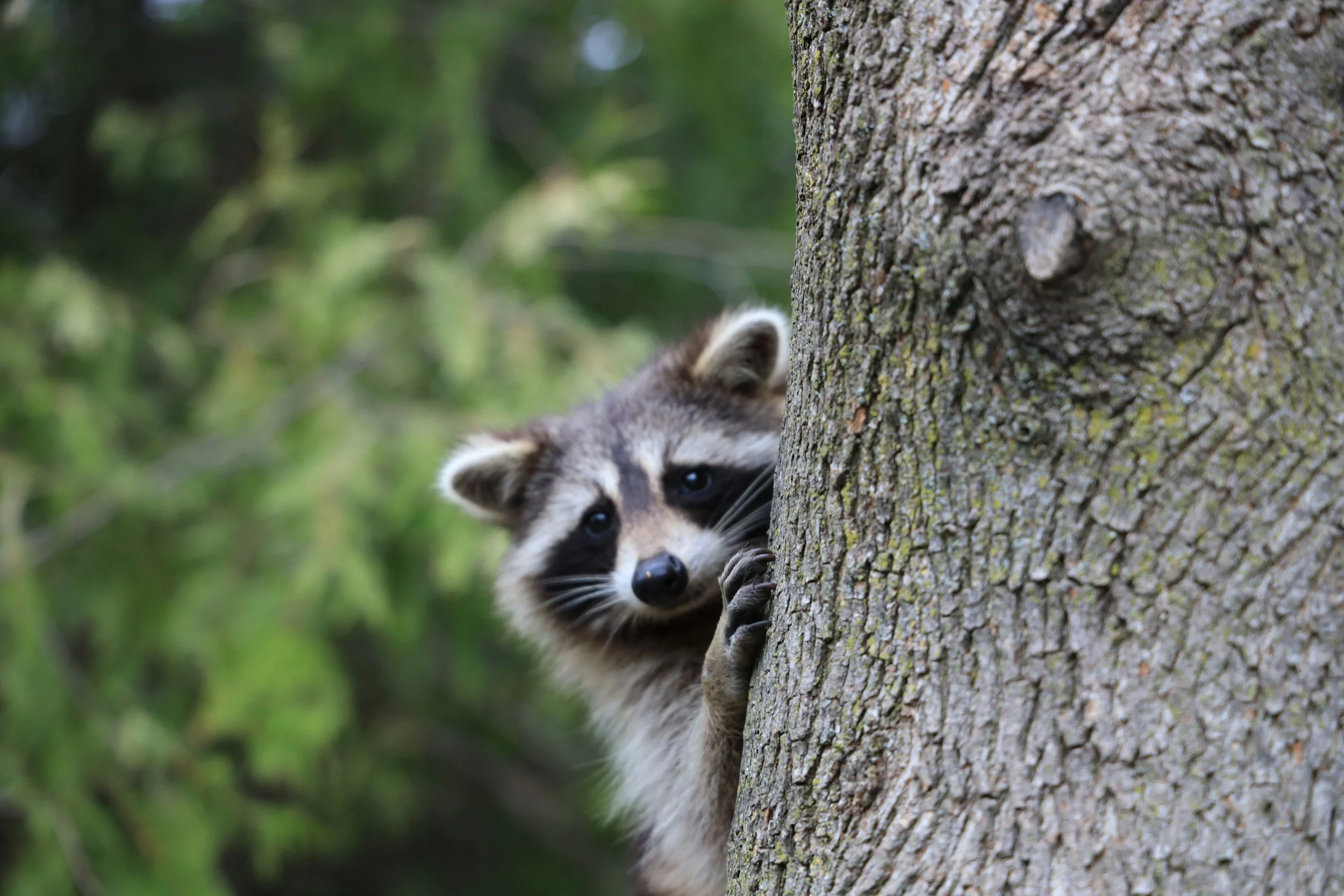 A raccoon peeking from behind a tree trunk in a forest setting.