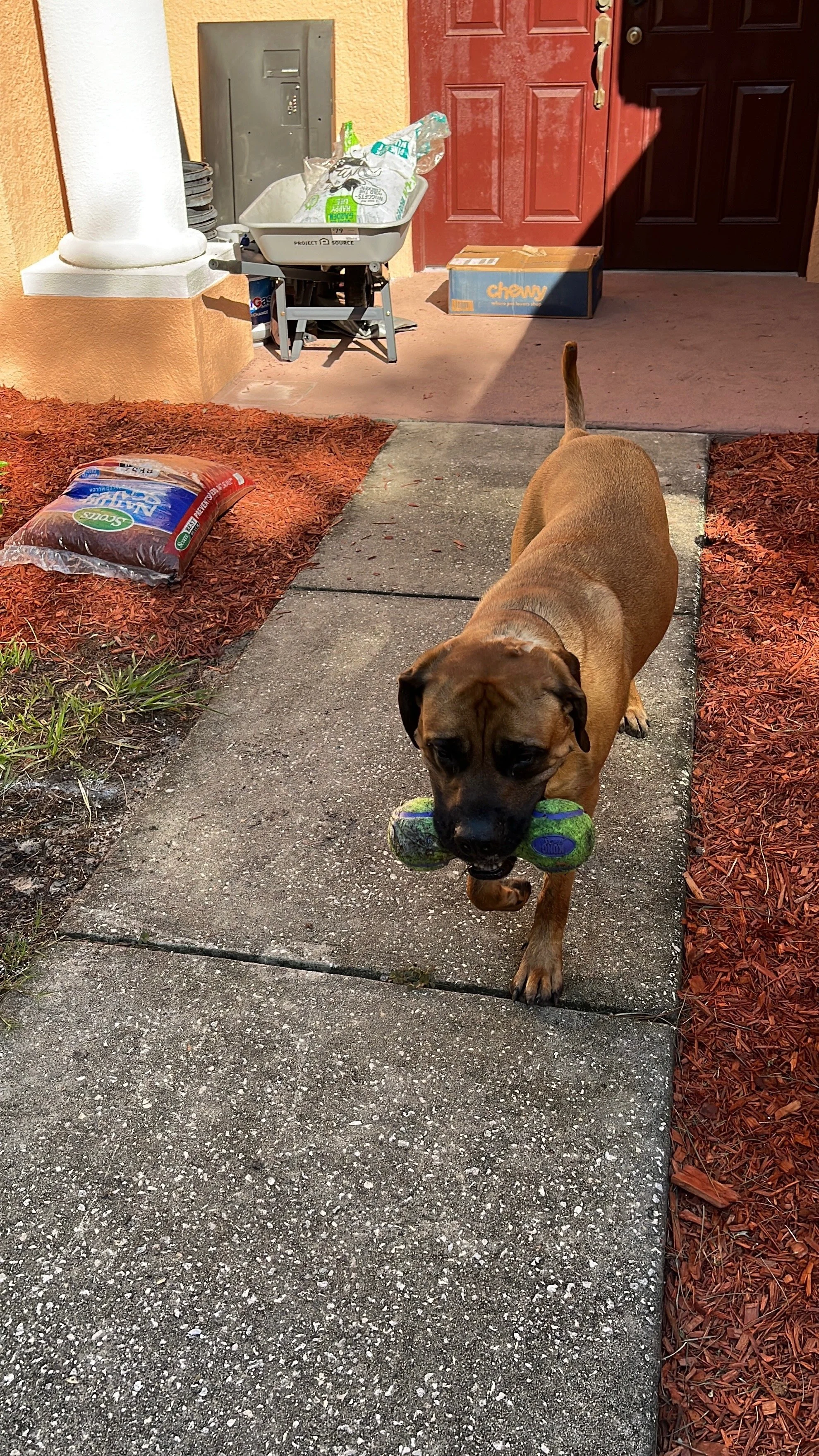 big breed playtime.jpeg