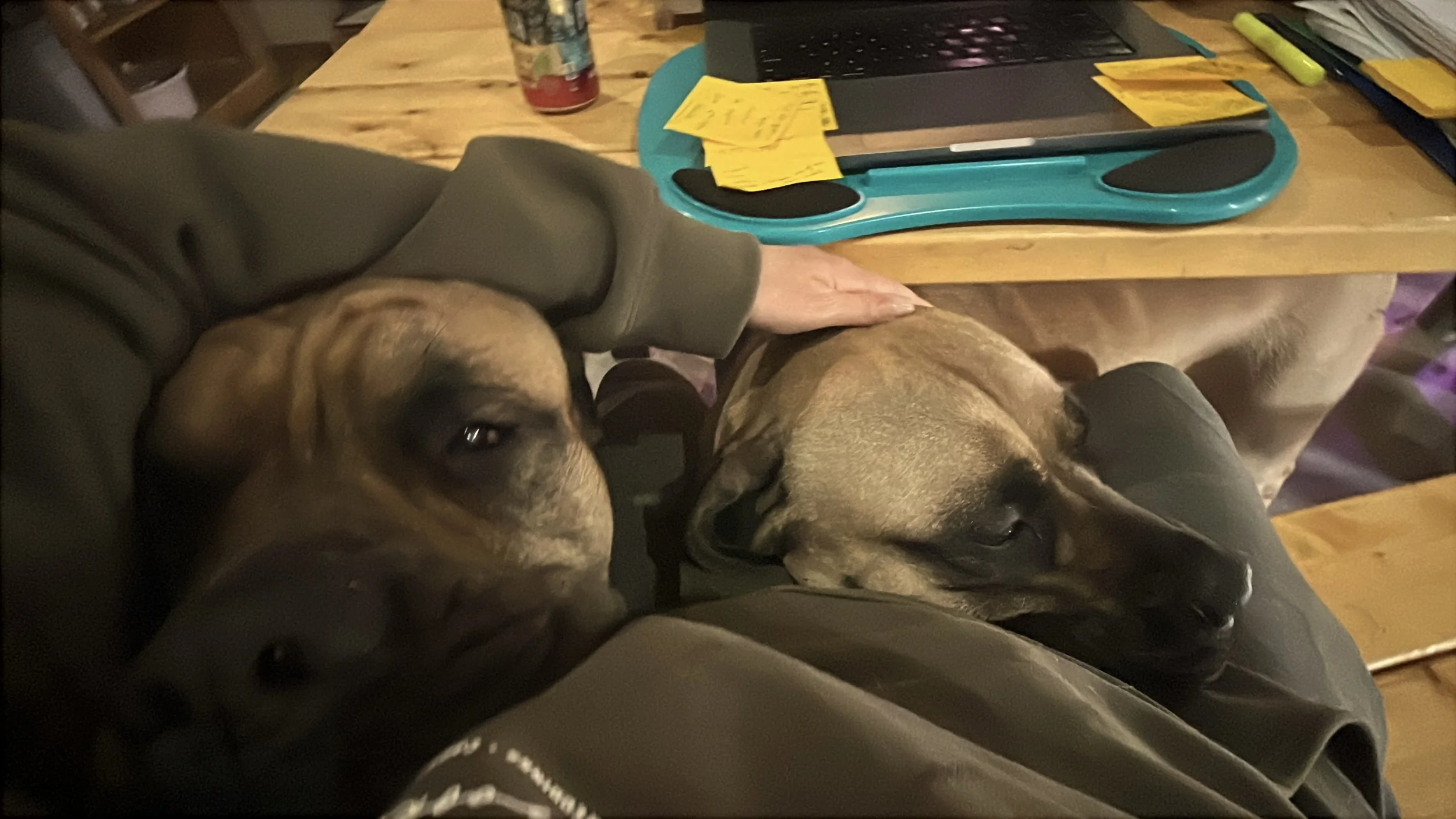 2 mastiffs_2.JPG