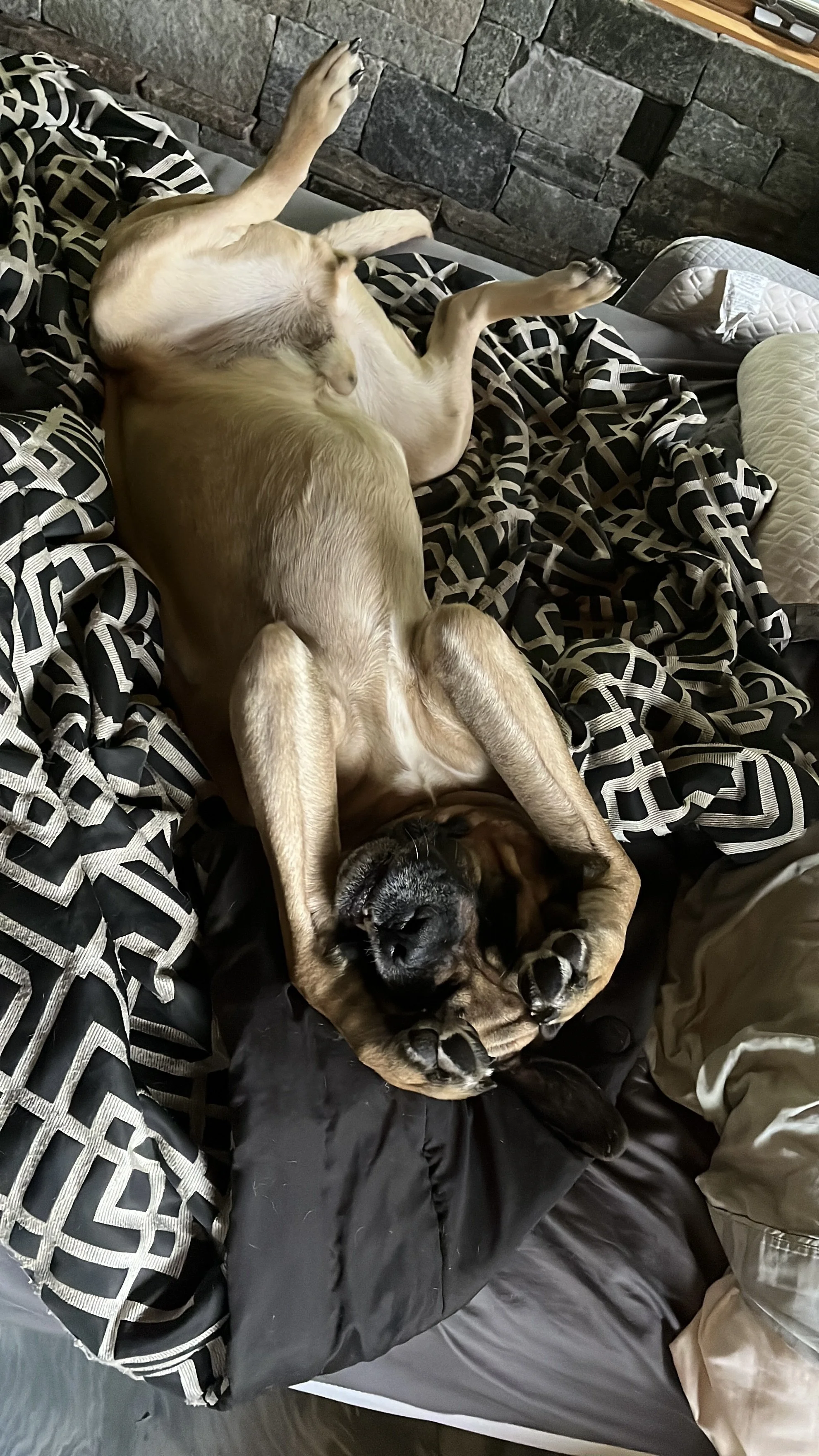 not ready to get out of bed.JPG