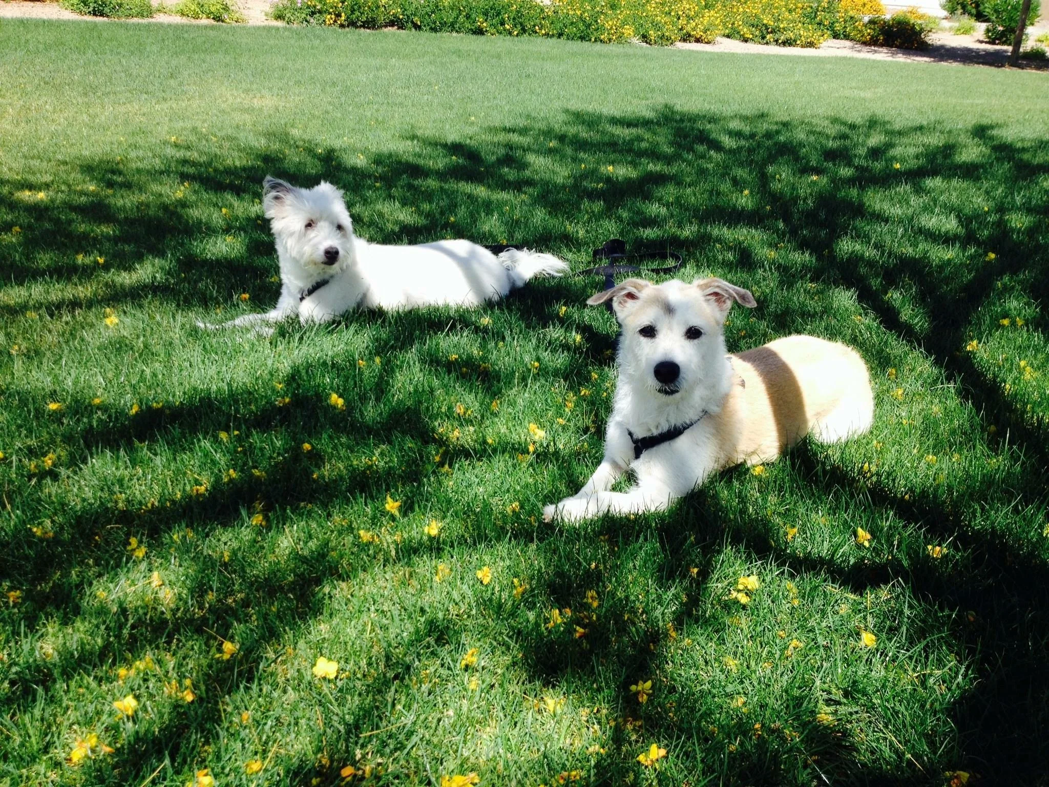 daisy and gracie 2.JPG