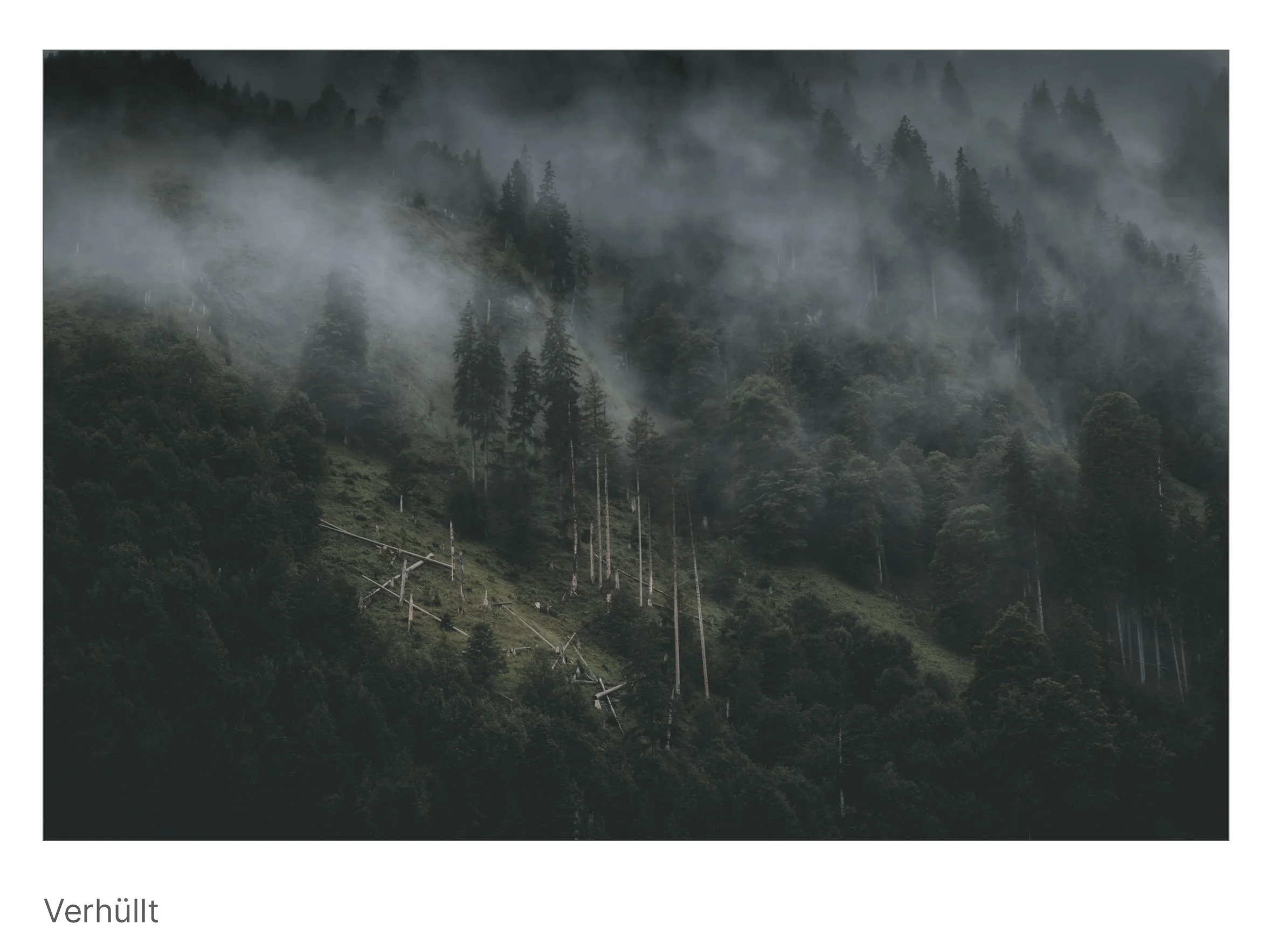 Bergwald im Nebel, einzelne Baumstämme durchbrechen die graue Stille – ein stilles Bild über Verborgenheit und Durchhaltewillen.