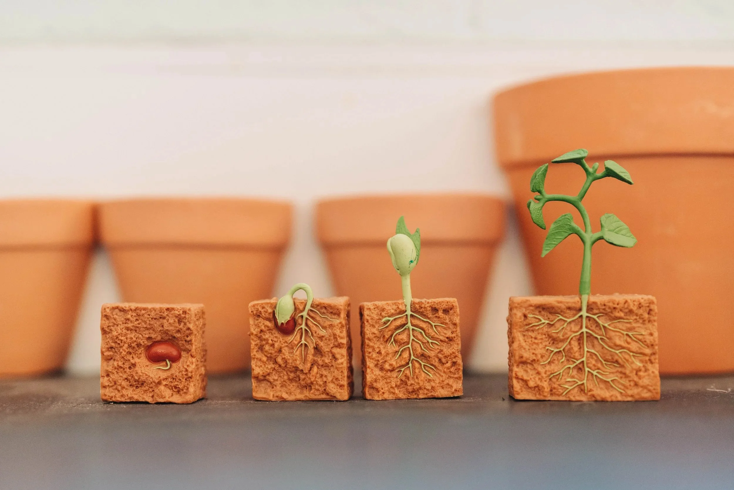 Our Next Chapter: A Forever Home