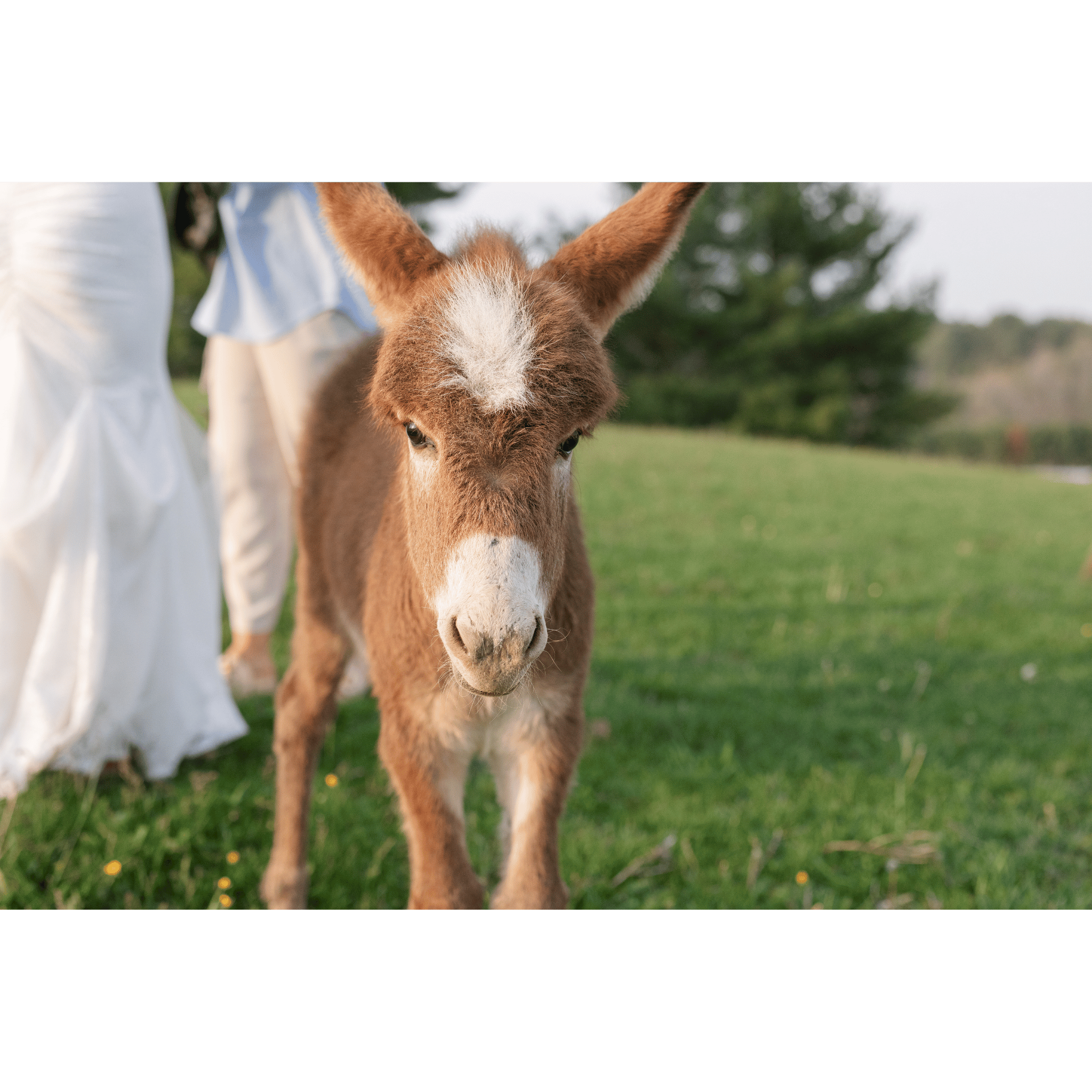 Close-up of a young brown donkey with a white patch on its forehead standing on green grass, with a person in light-colored clothes partially visible in the background.